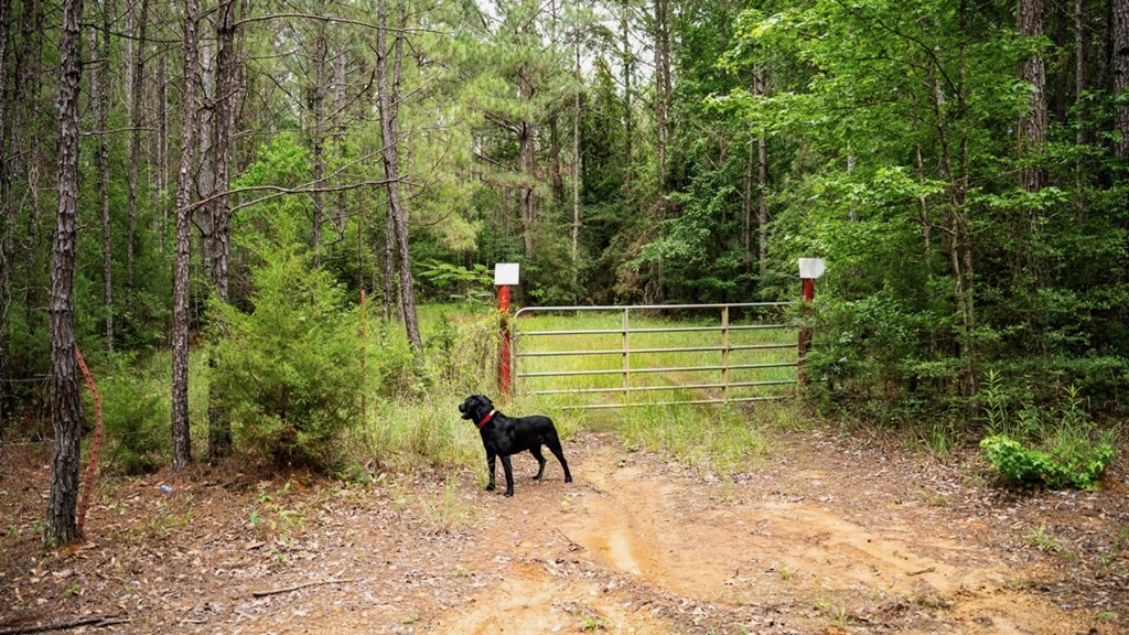 Hunting Land Near Homochitto National Forest, MS