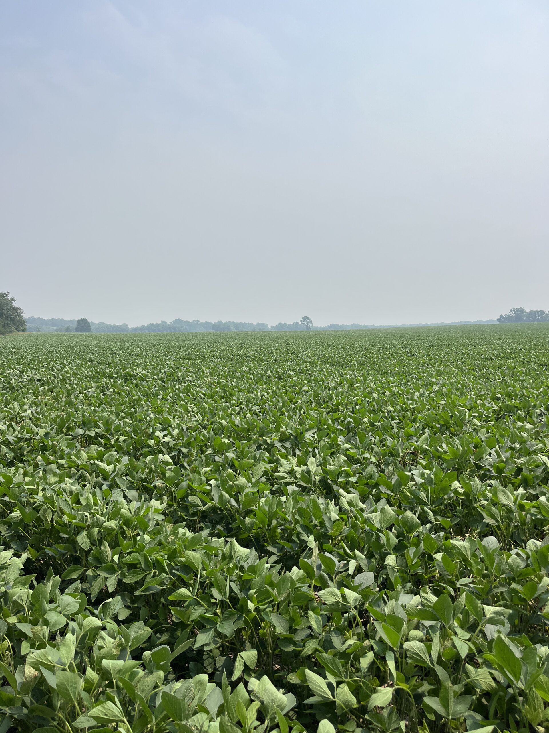 140 +/- Acres – Appanoose County, Iowa High-Quality Farmland with Strong Income & Excellent Hunting