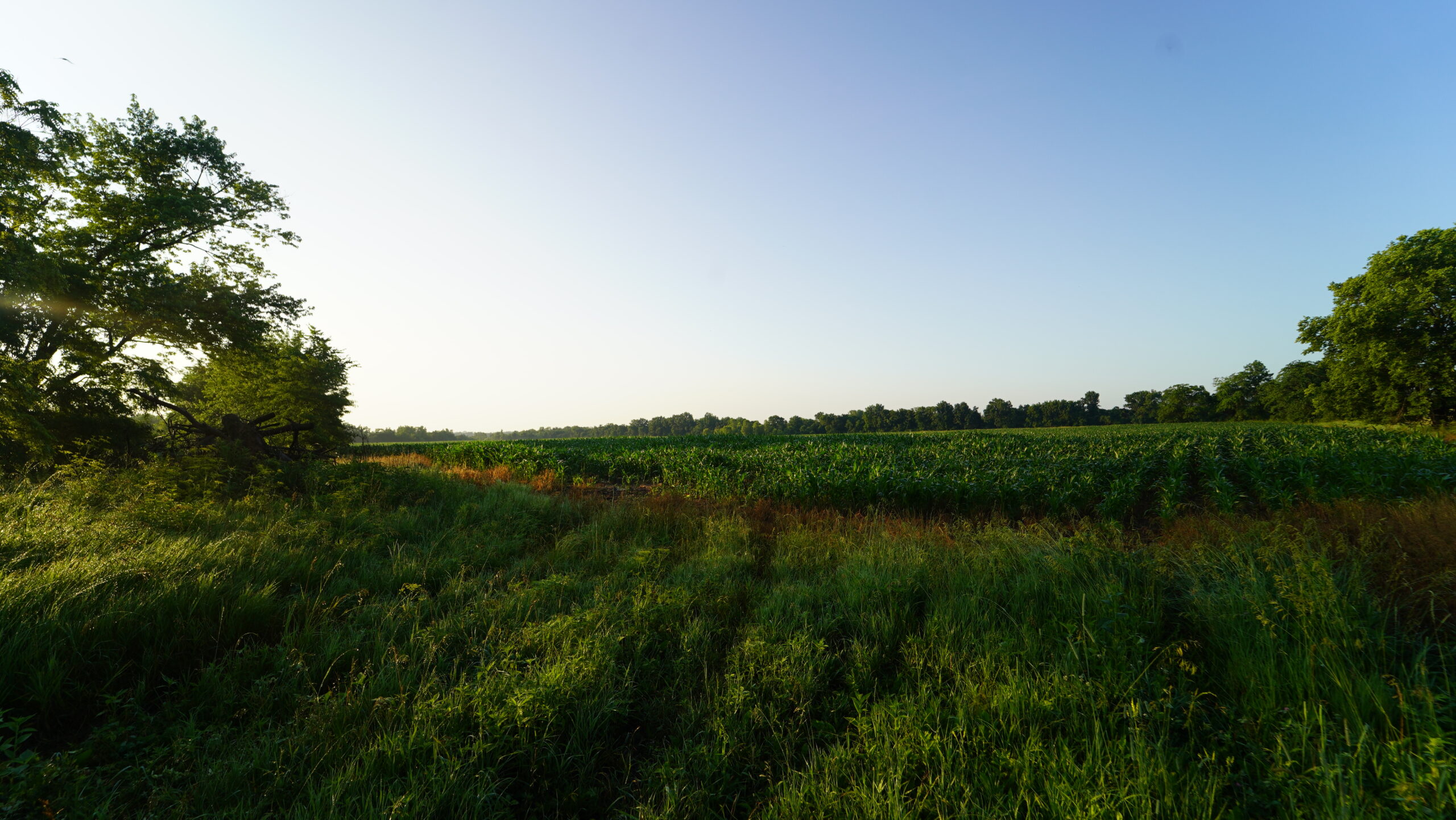140 +/- Acres – Appanoose County, Iowa High-Quality Farmland with Strong Income & Excellent Hunting