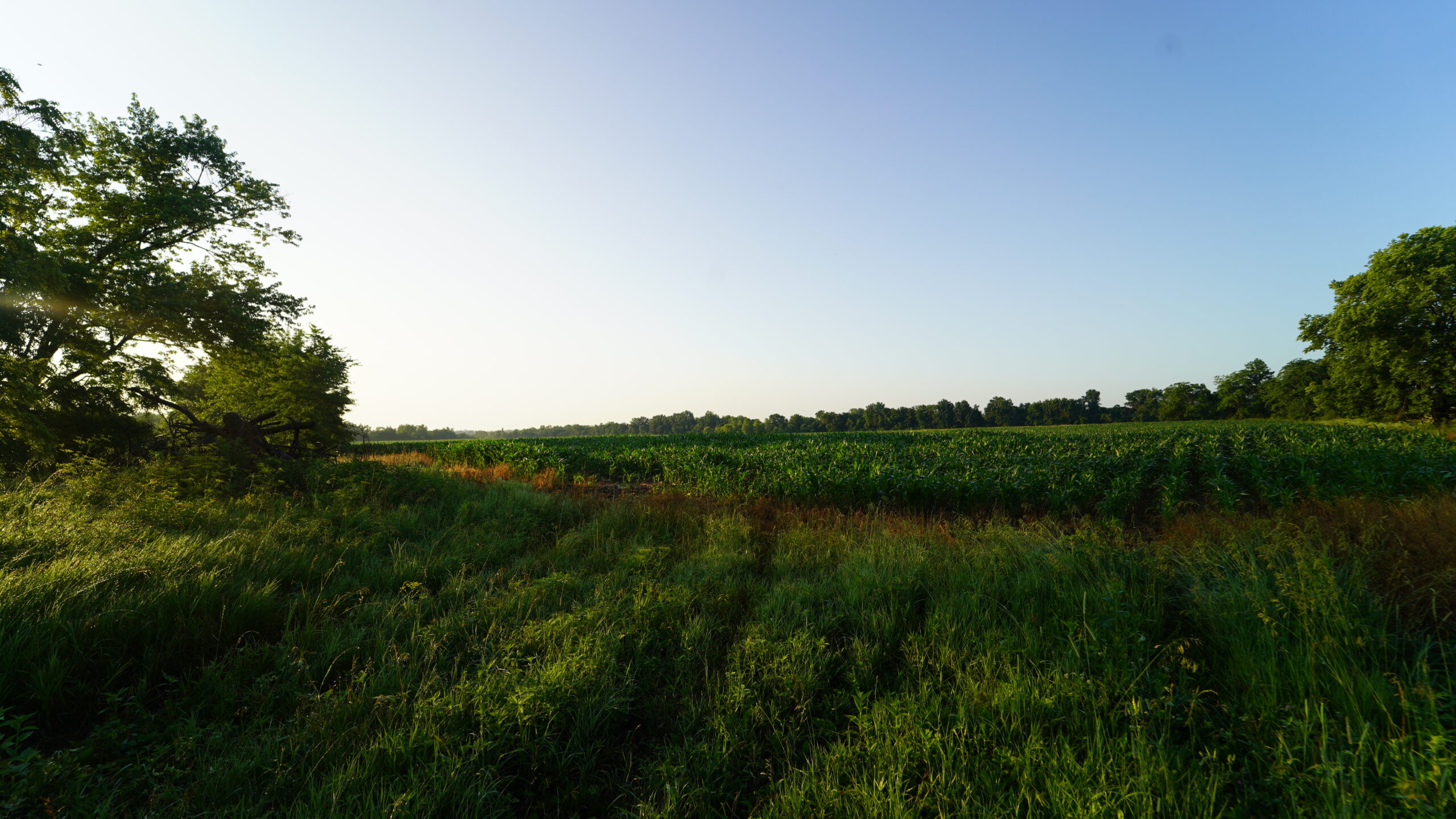 140 +/- Acres – Appanoose County, Iowa High-Quality Farmland with Strong Income & Excellent Hunting
