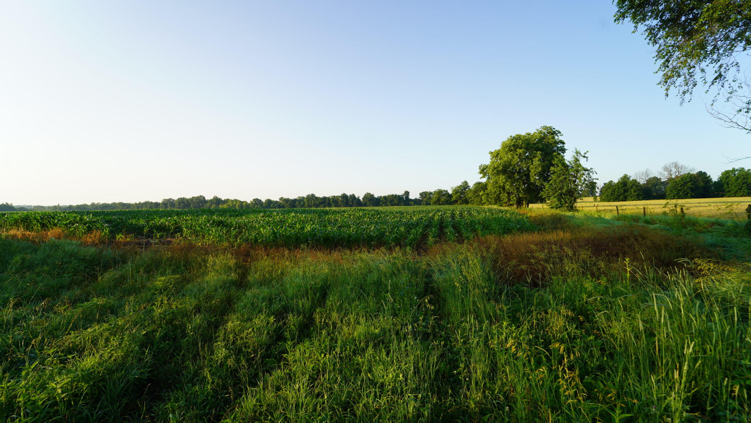 140 +/- Acres – Appanoose County, Iowa High-Quality Farmland with Strong Income & Excellent Hunting