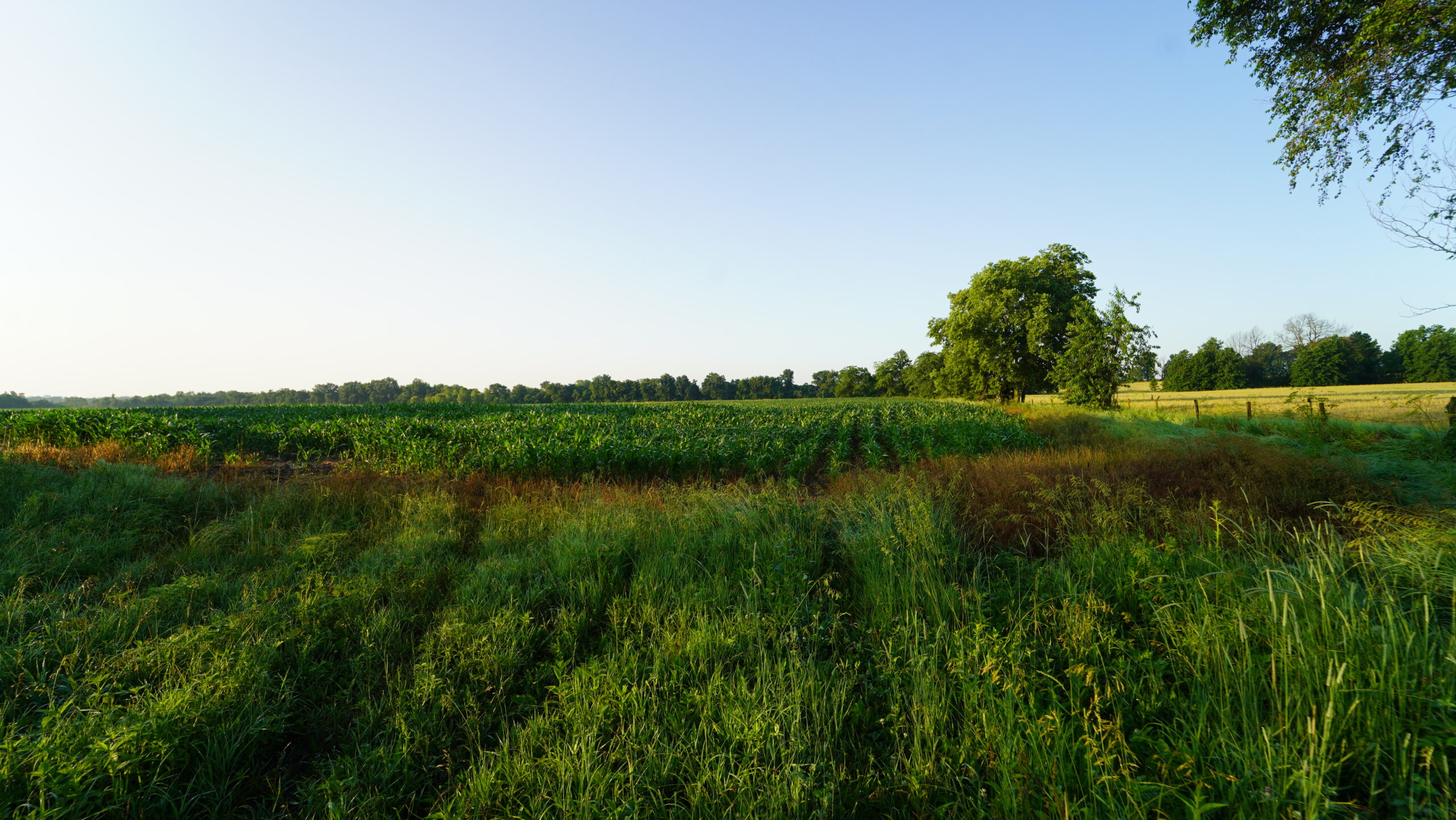 140 +/- Acres – Appanoose County, Iowa High-Quality Farmland with Strong Income & Excellent Hunting