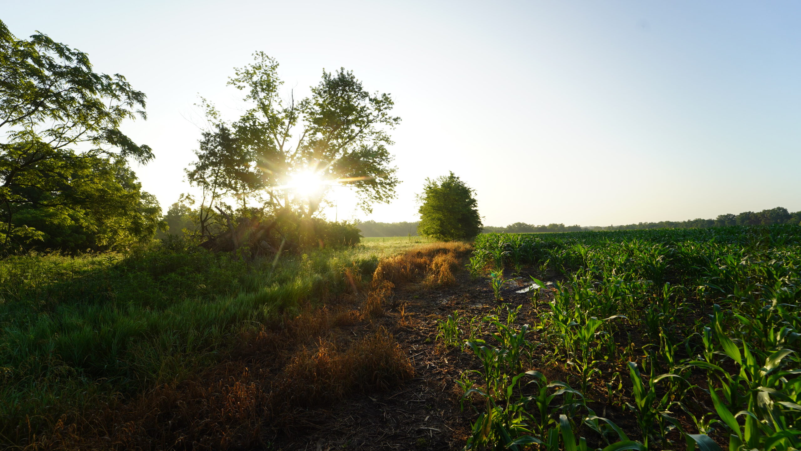 140 +/- Acres – Appanoose County, Iowa High-Quality Farmland with Strong Income & Excellent Hunting