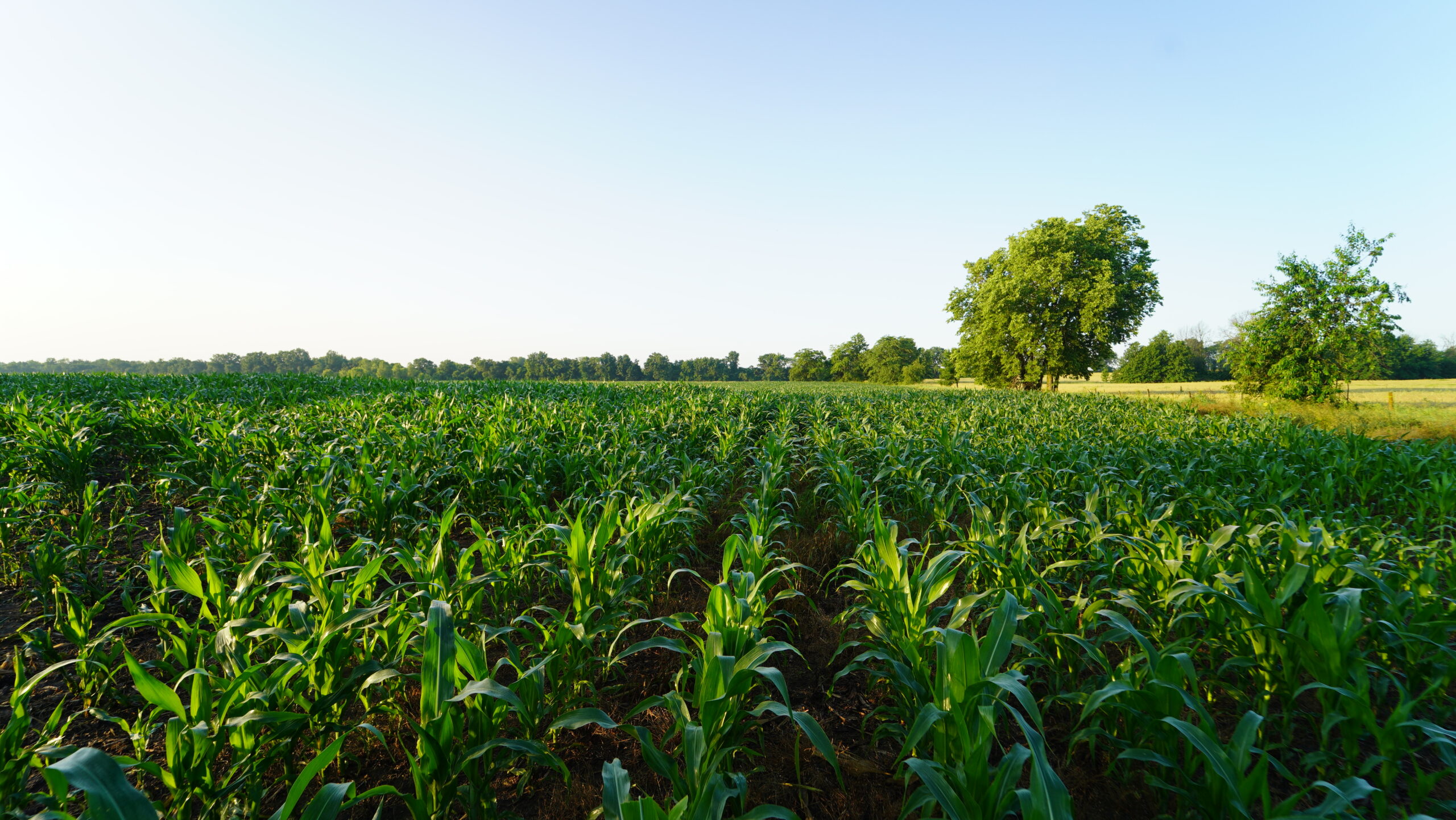140 +/- Acres – Appanoose County, Iowa High-Quality Farmland with Strong Income & Excellent Hunting