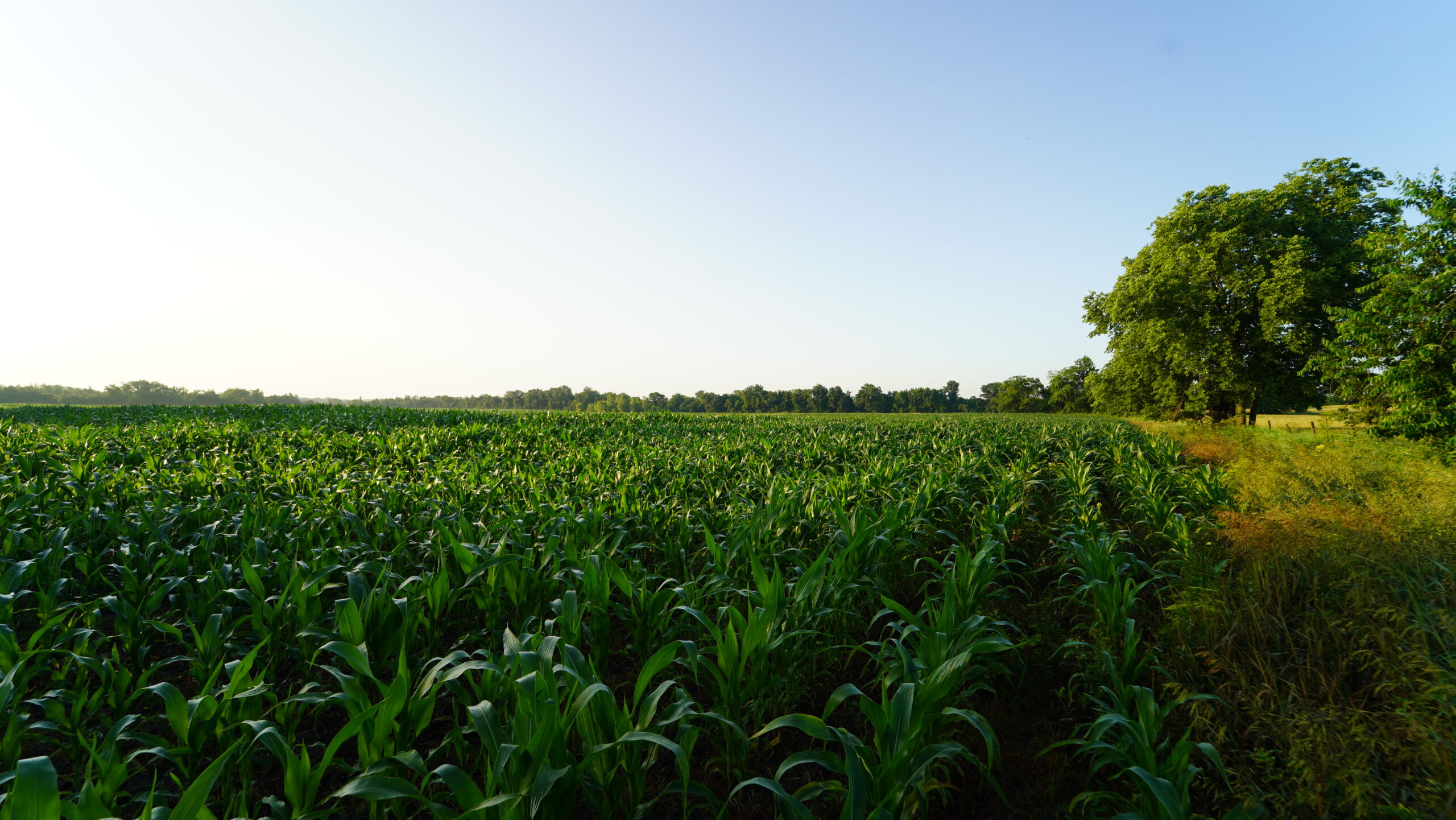 140 +/- Acres – Appanoose County, Iowa High-Quality Farmland with Strong Income & Excellent Hunting
