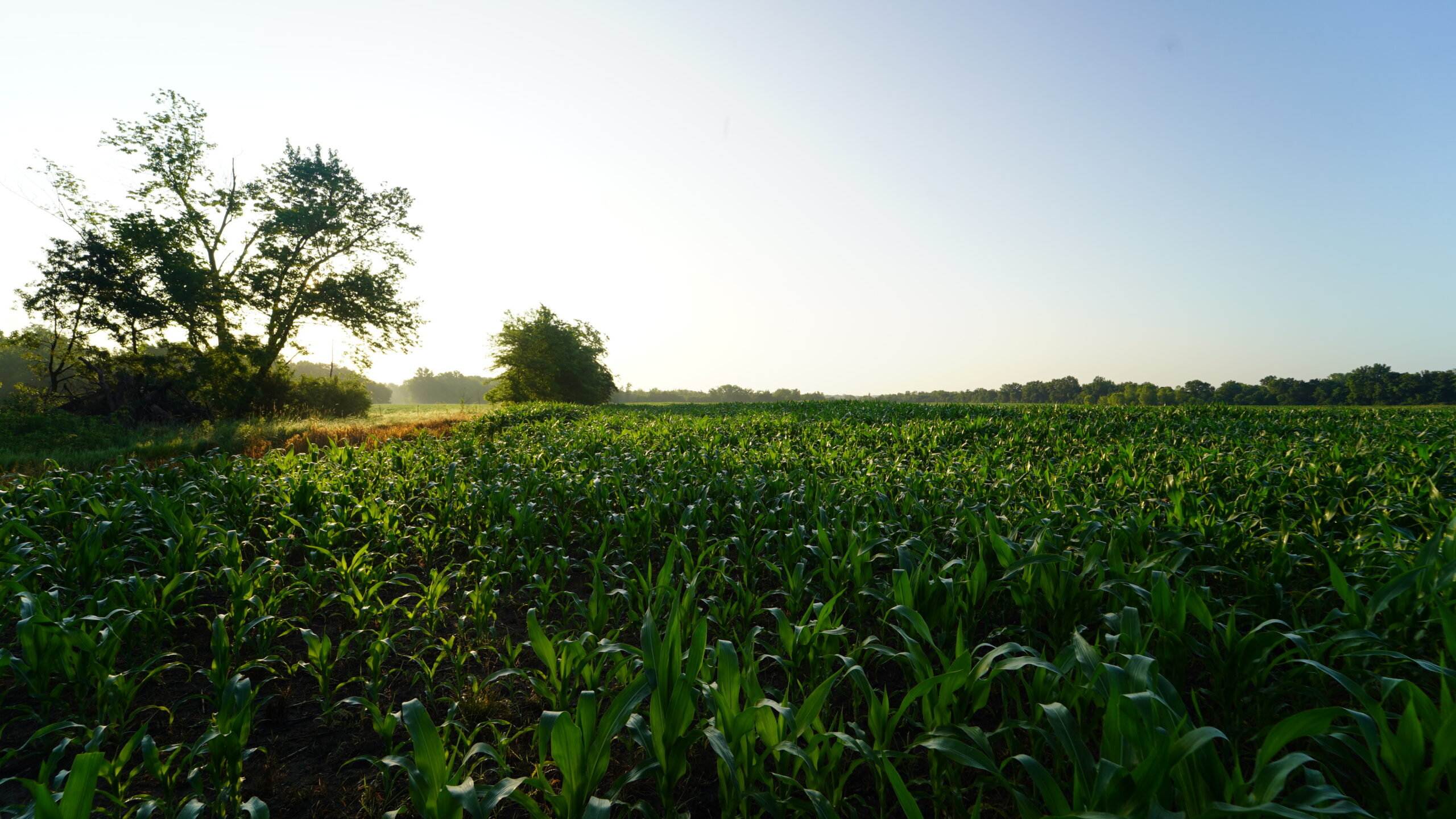 140 +/- Acres – Appanoose County, Iowa High-Quality Farmland with Strong Income & Excellent Hunting