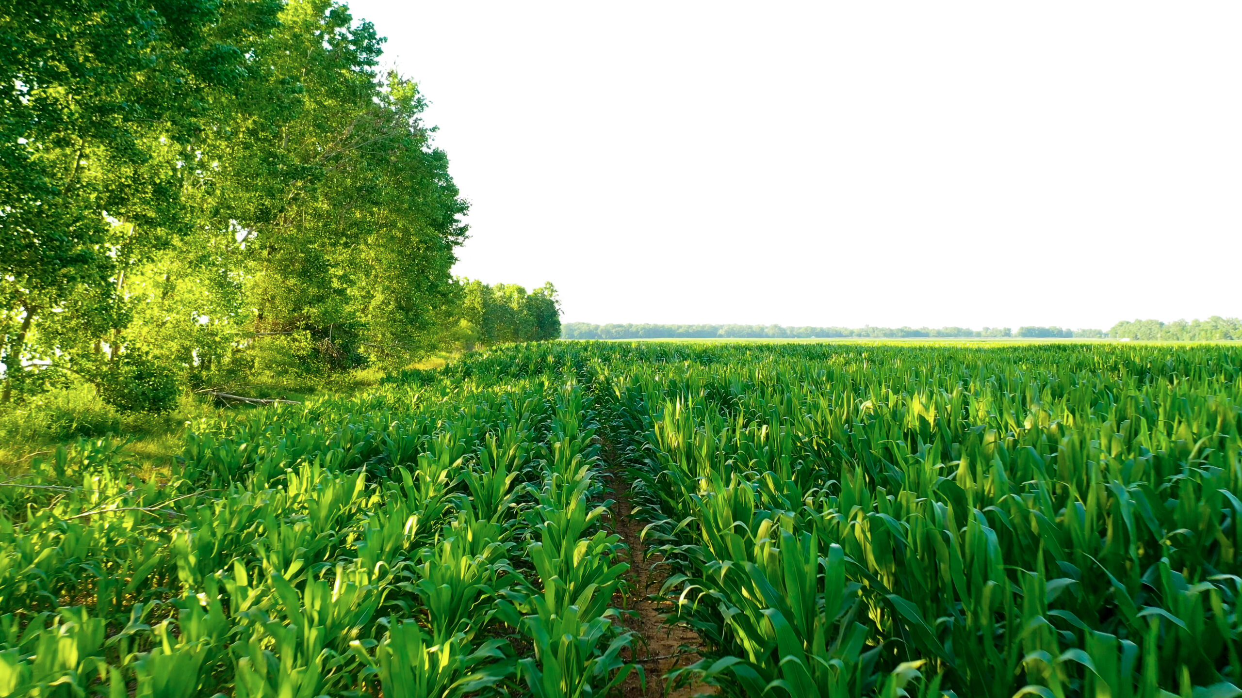 Irrigated Red River Farm & Hunting Ranch