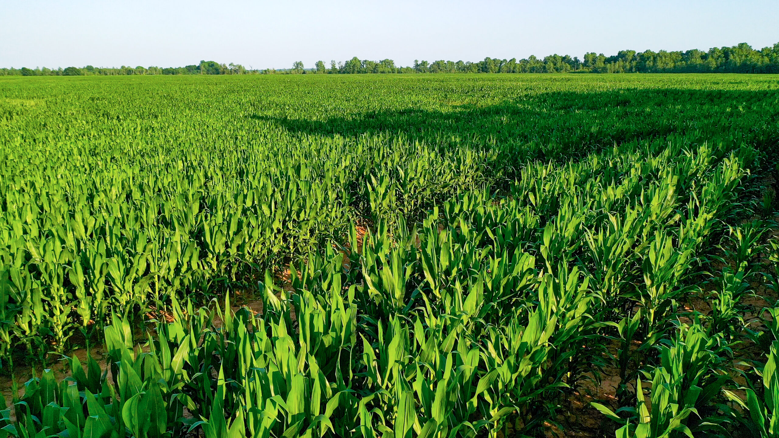 Irrigated Red River Farm & Hunting Ranch