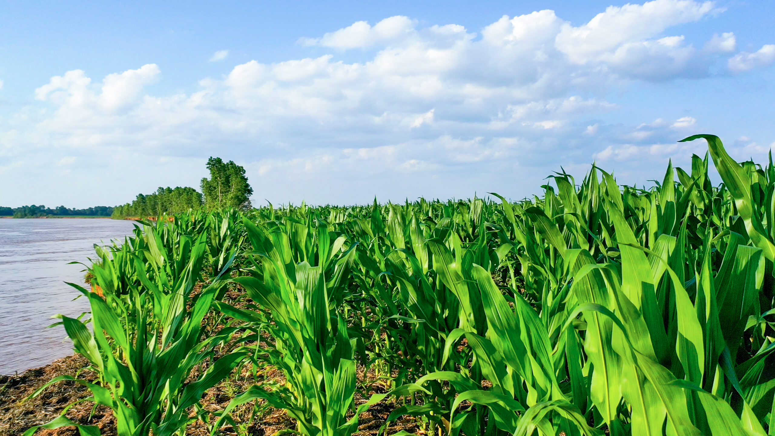 Irrigated Red River Farm & Hunting Ranch