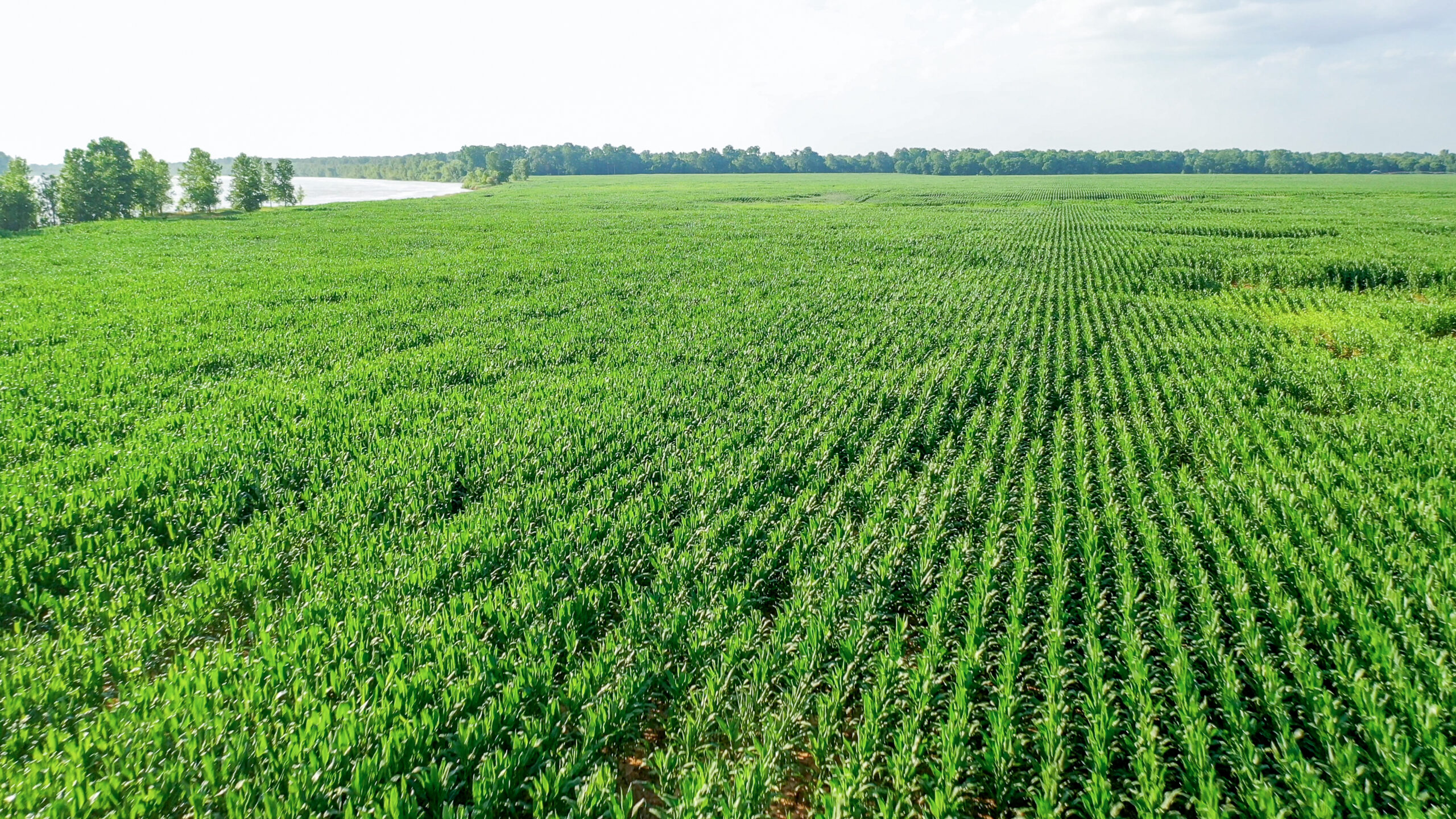 Irrigated Red River Farm & Hunting Ranch