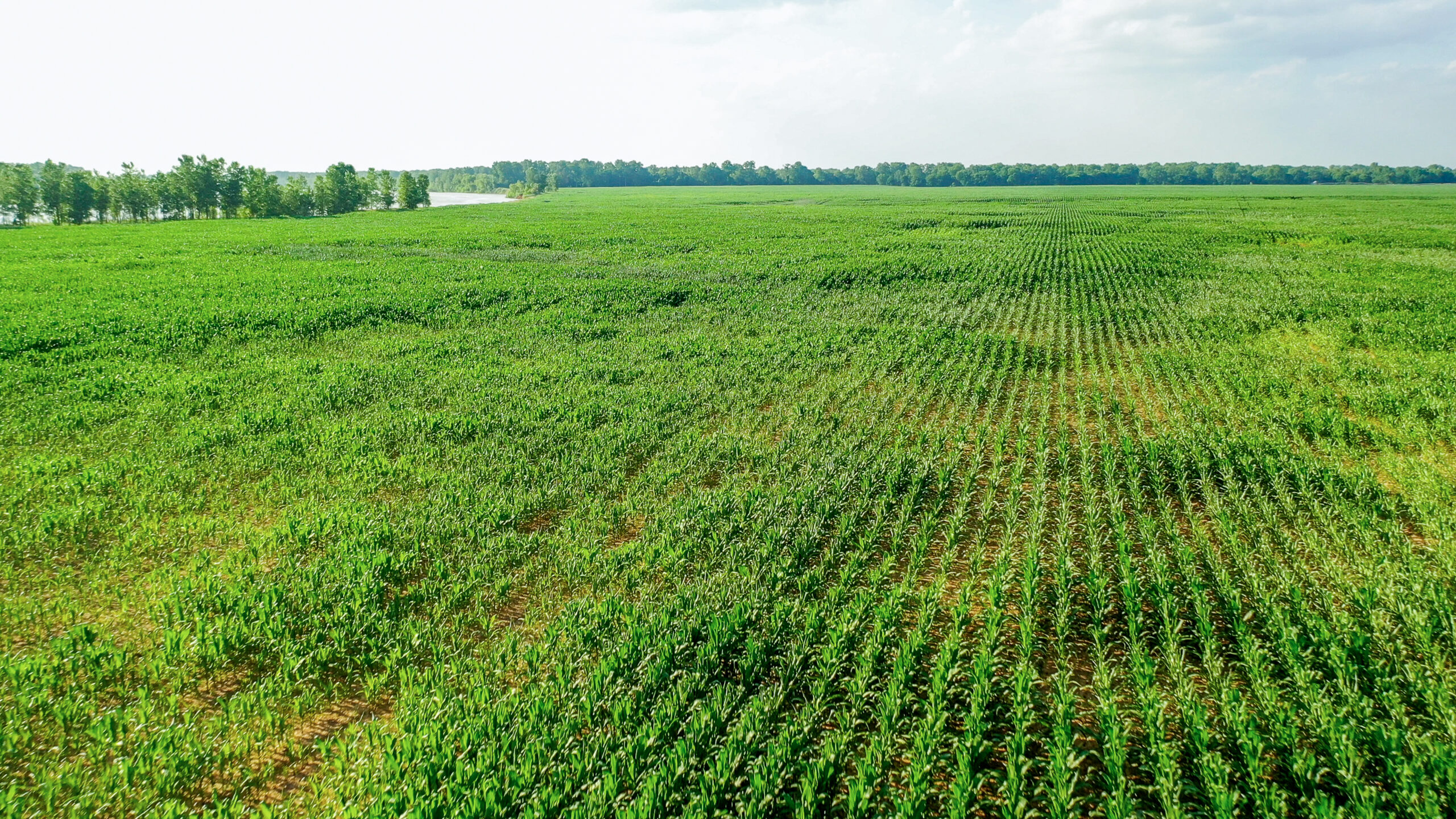 Irrigated Red River Farm & Hunting Ranch
