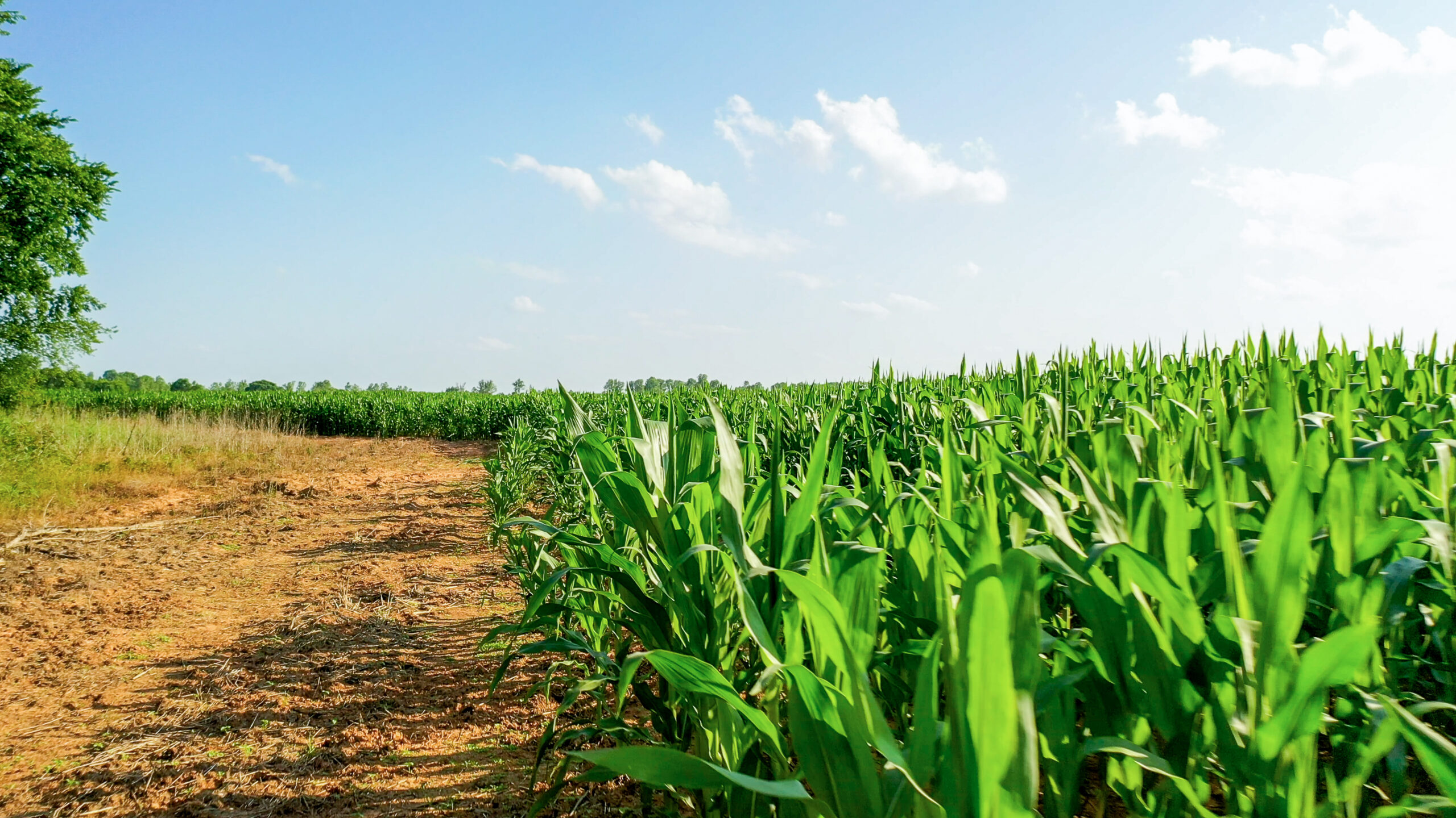 Irrigated Red River Farm & Hunting Ranch