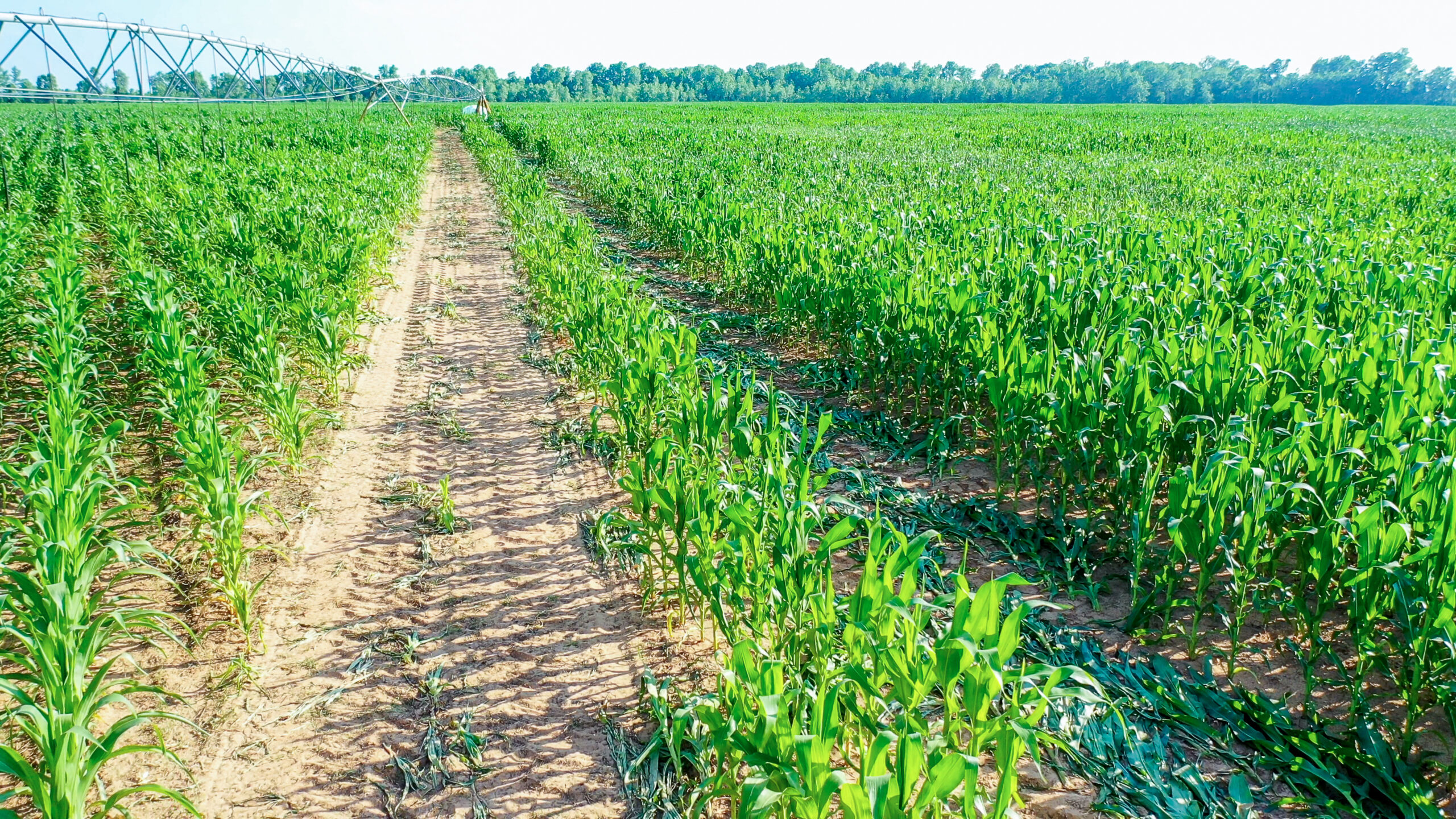 Irrigated Red River Farm & Hunting Ranch
