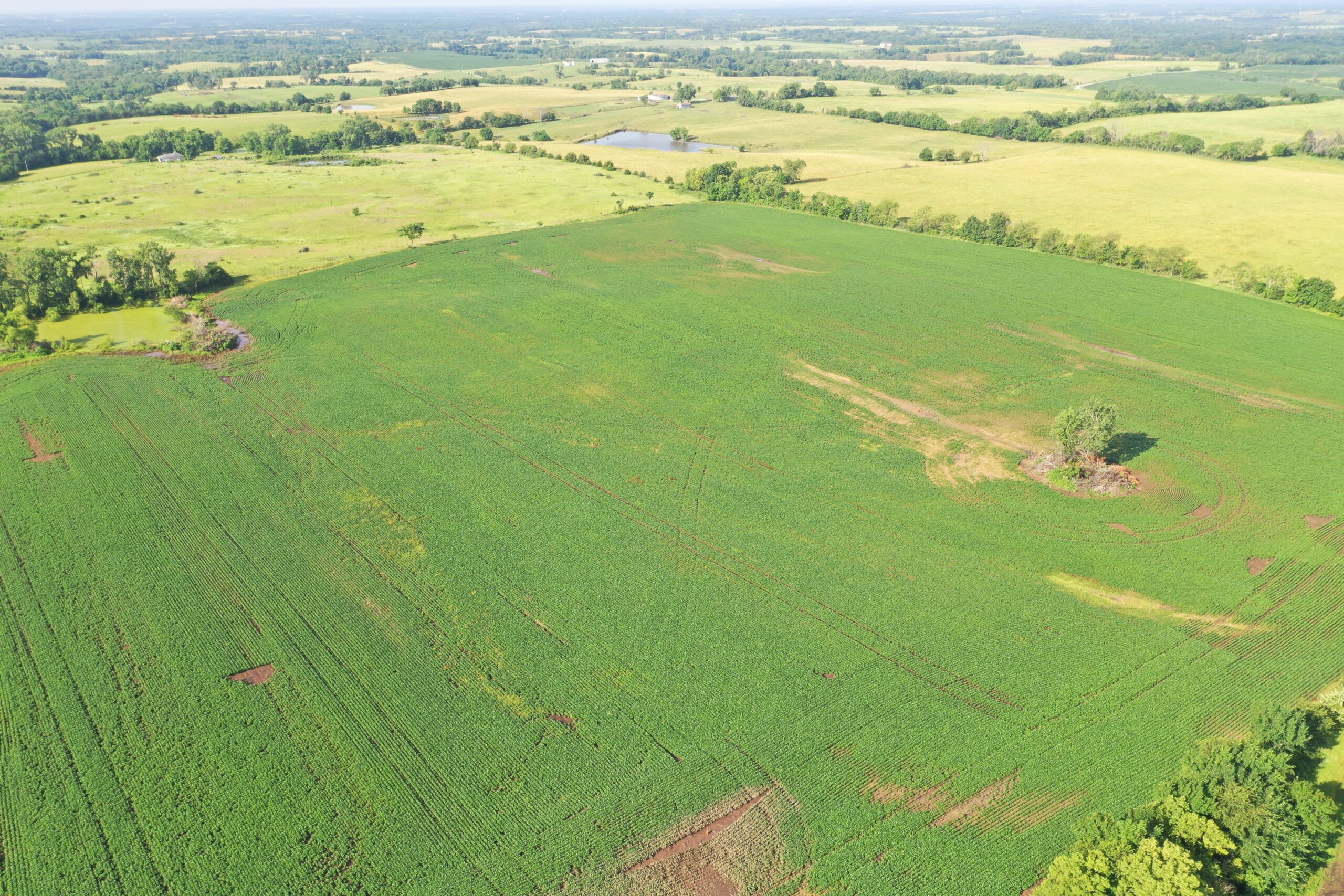 Top-Quality Harrison County Farm – 517 Acres m/l