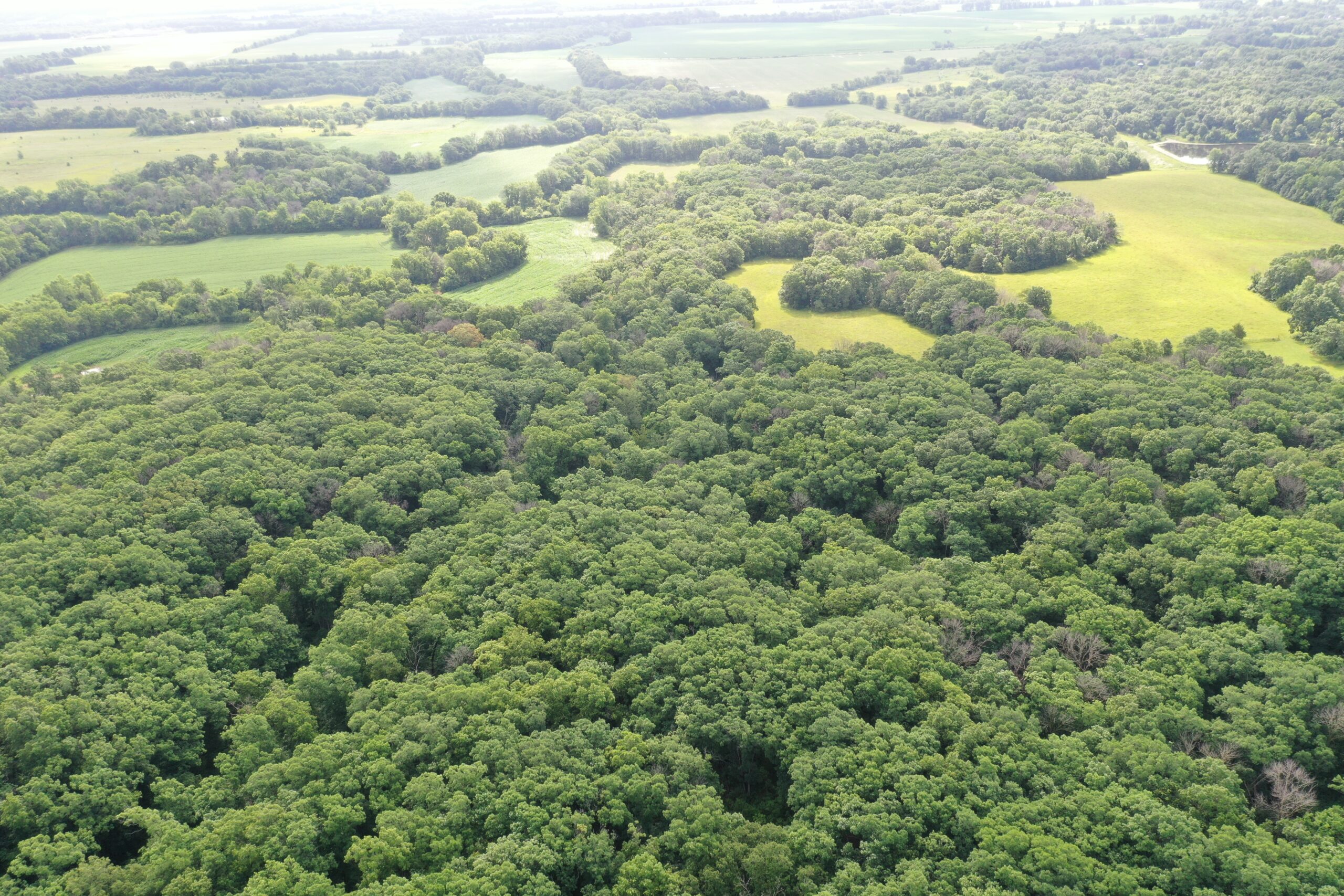 60 Acres m/l | Prime Hunting Farm with Income & Build Site