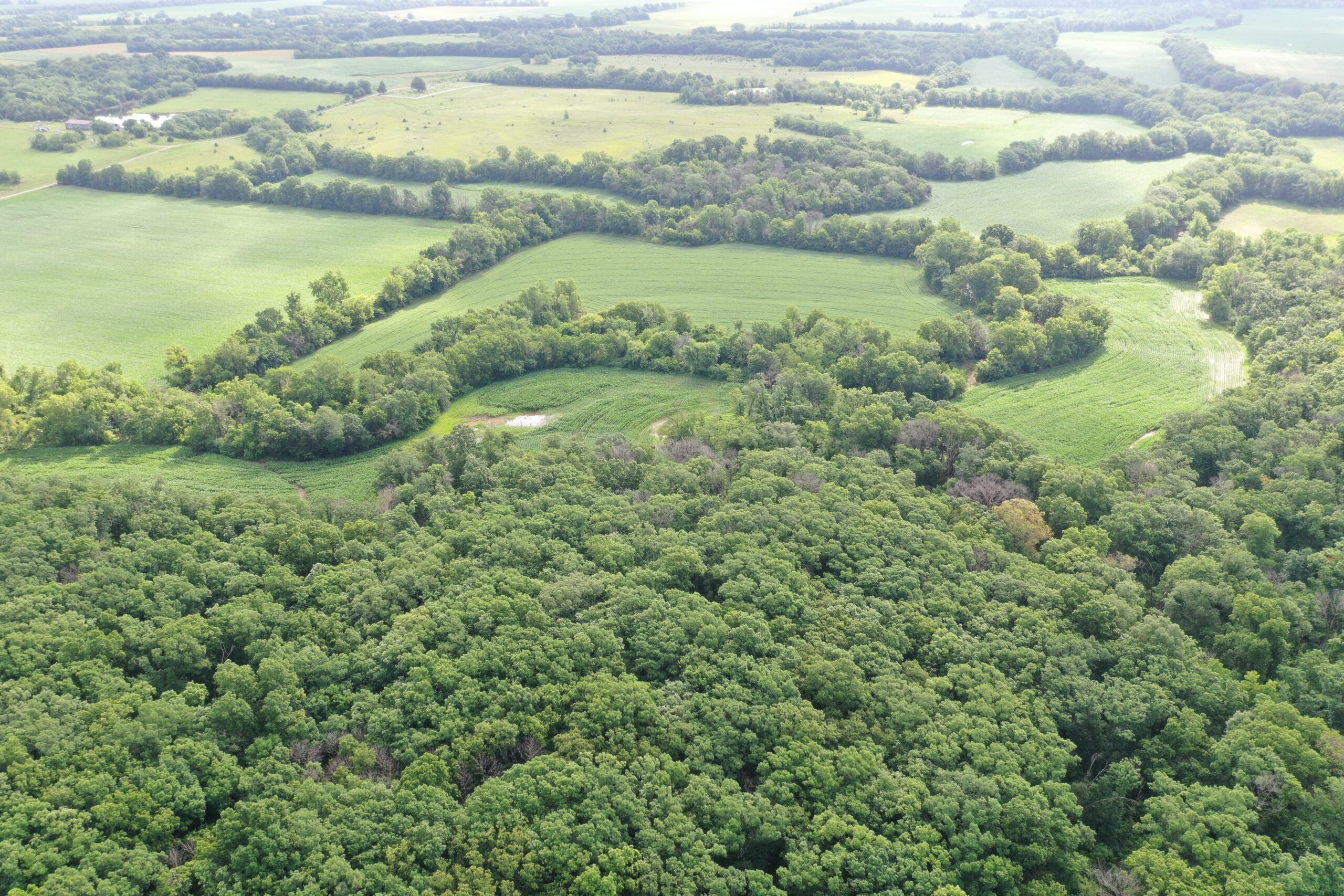 60 Acres m/l | Prime Hunting Farm with Income & Build Site