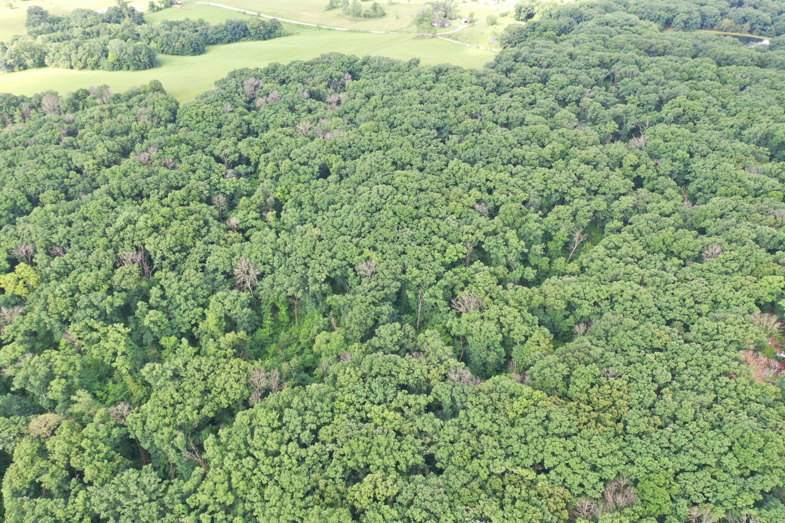 60 Acres m/l | Prime Hunting Farm with Income & Build Site