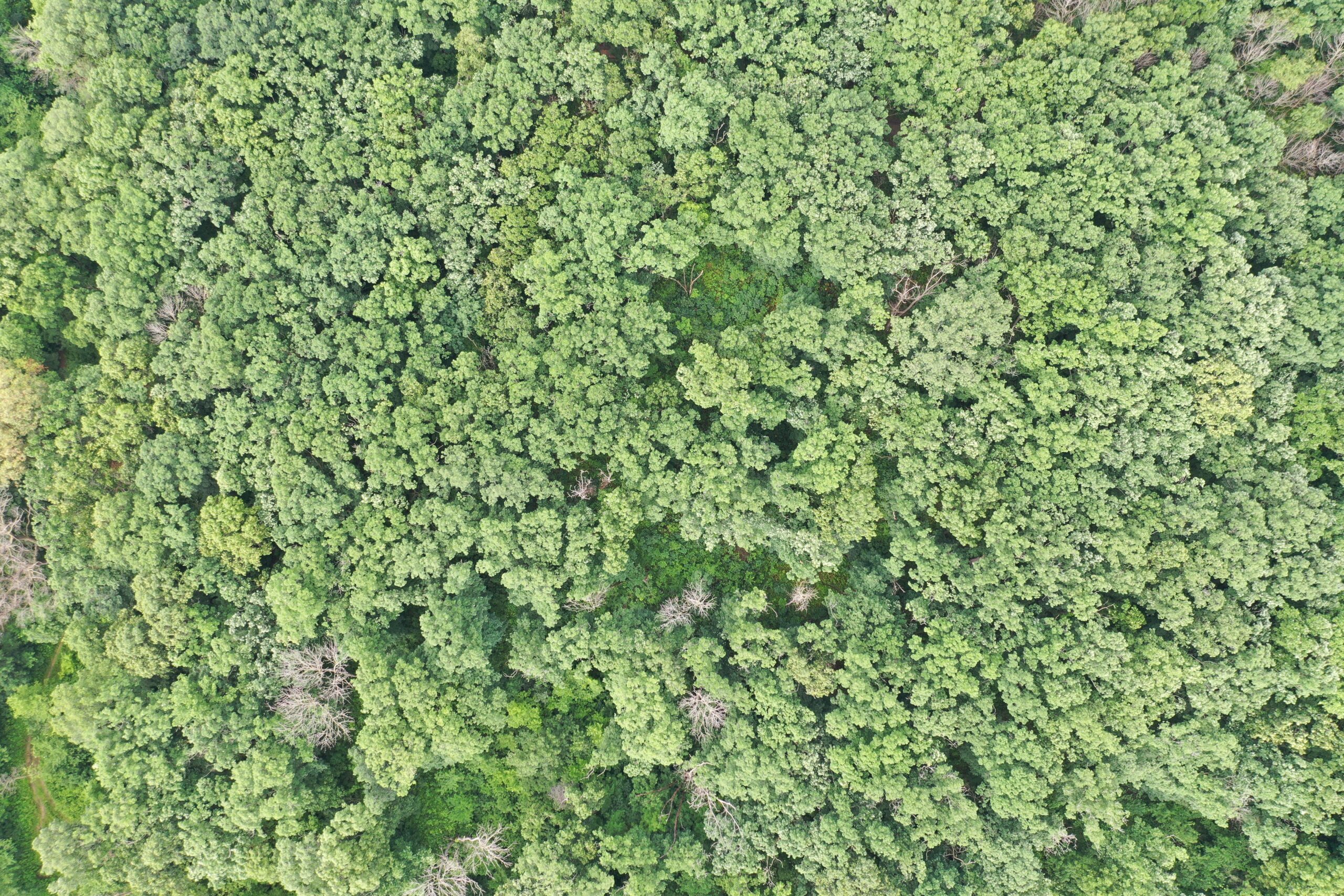 60 Acres m/l | Prime Hunting Farm with Income & Build Site