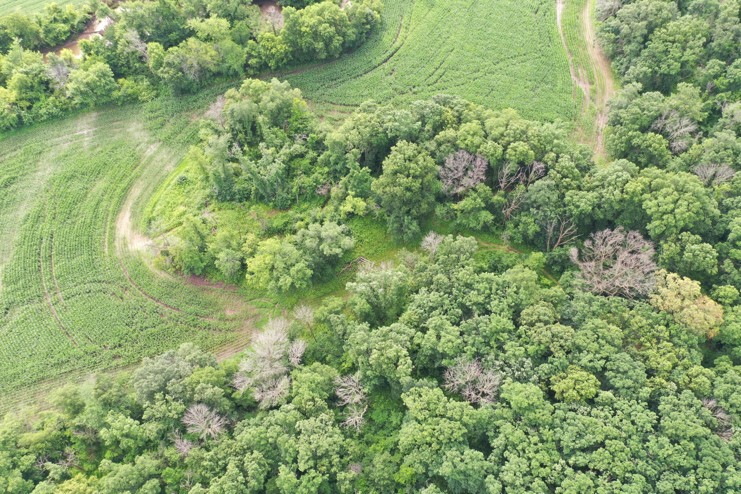 60 Acres m/l | Prime Hunting Farm with Income & Build Site