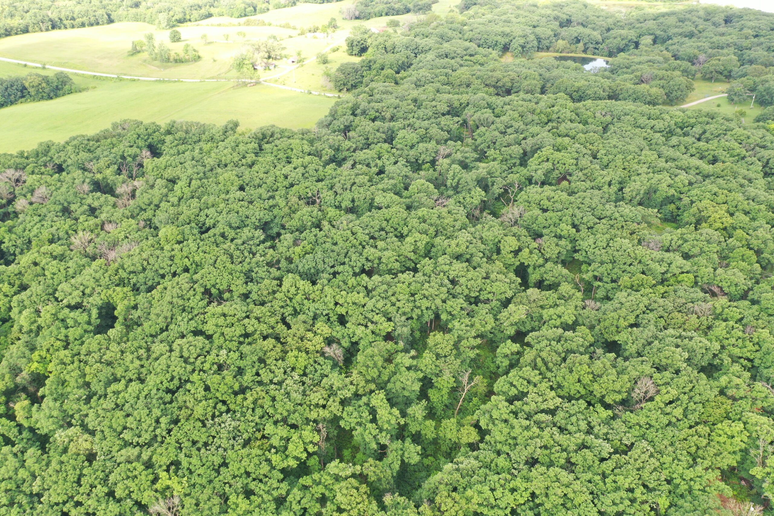 60 Acres m/l | Prime Hunting Farm with Income & Build Site