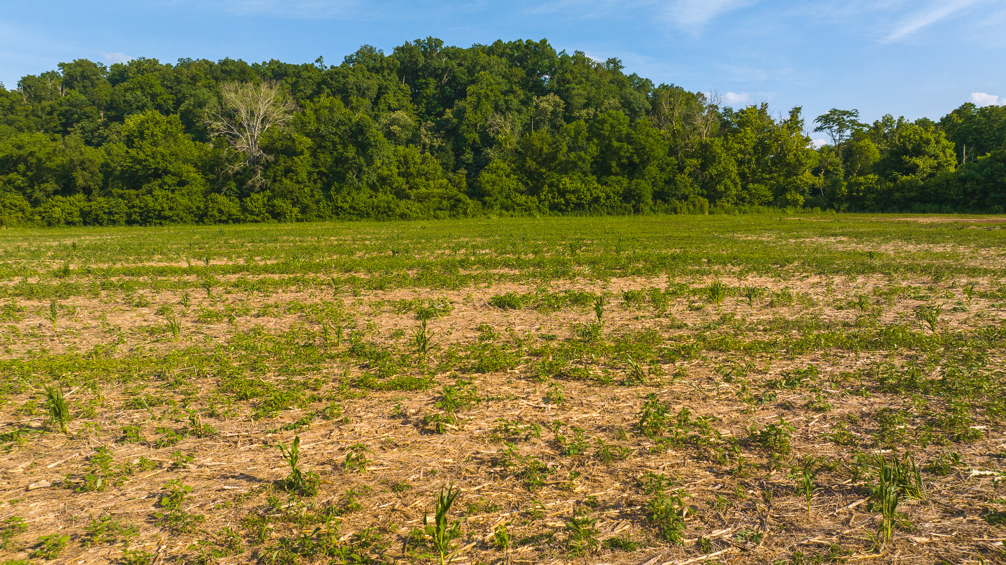 Creekfront Row Crop Land in East Tennessee Land Greene County