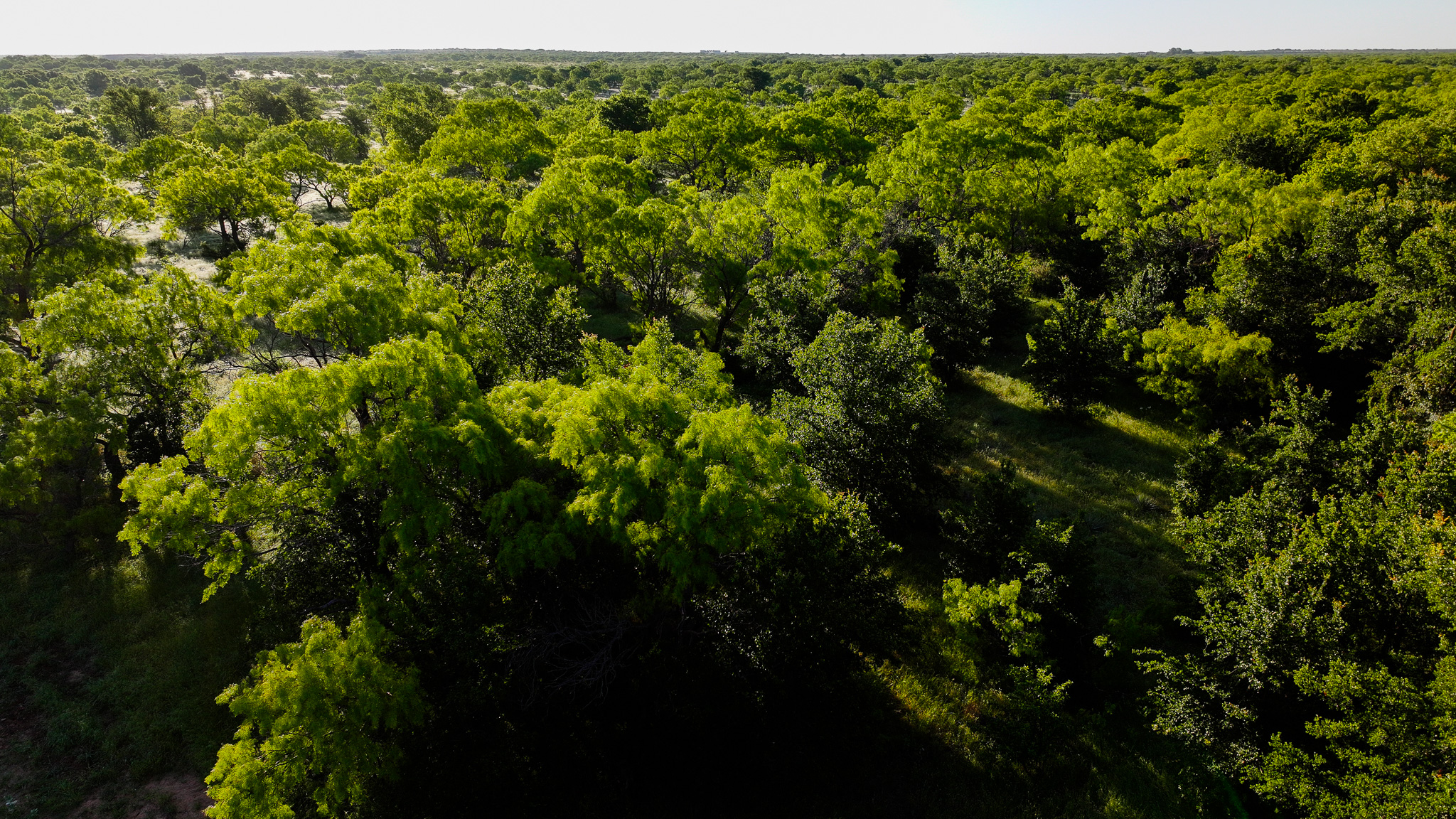 Gorgeous 355 acres of Hunting and Ranch Land in Archer County TX