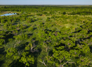 Gorgeous 355 acres of Hunting and Ranch Land in Archer County TX