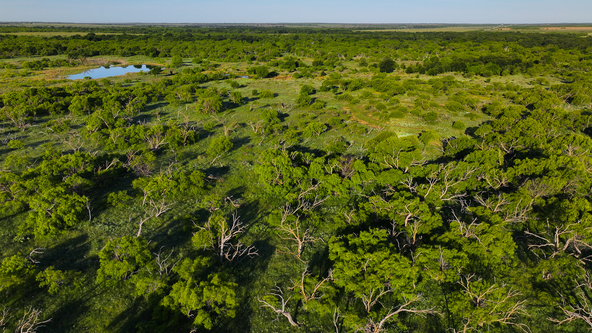 Gorgeous 355 acres of Hunting and Ranch Land in Archer County TX