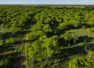 Gorgeous 355 acres of Hunting and Ranch Land in Archer County TX