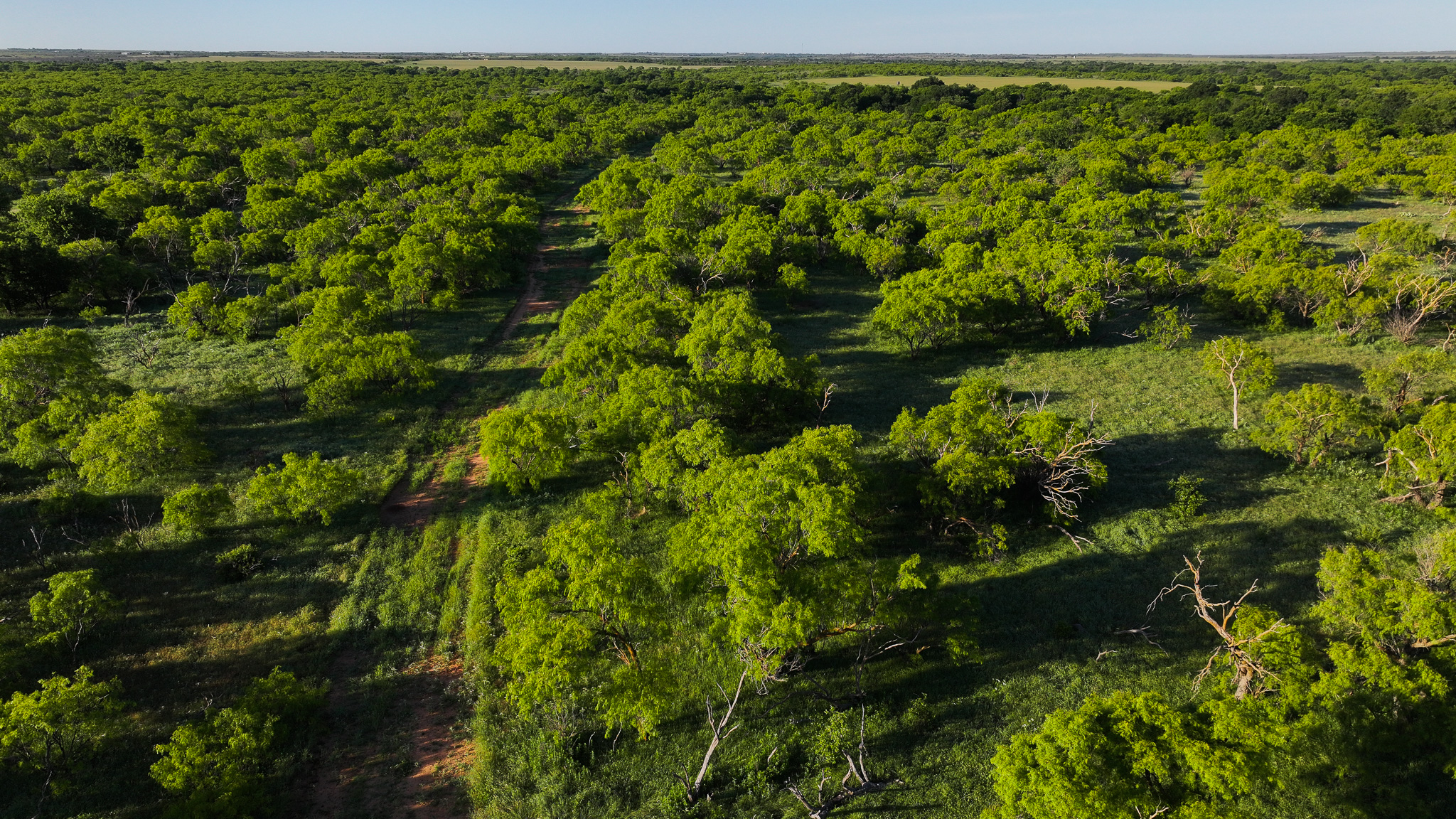 Gorgeous 355 acres of Hunting and Ranch Land in Archer County TX
