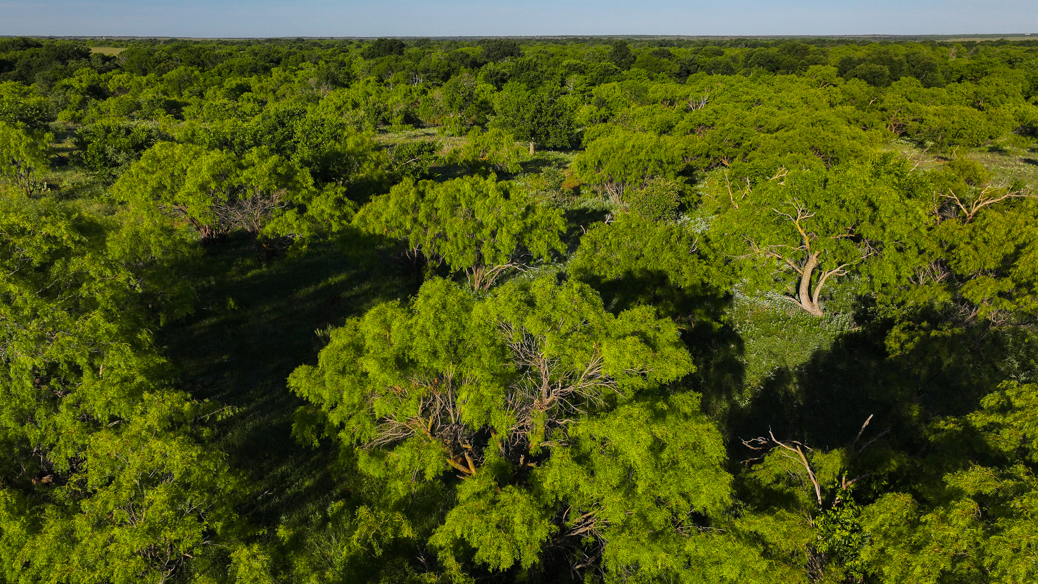 Gorgeous 355 acres of Hunting and Ranch Land in Archer County TX