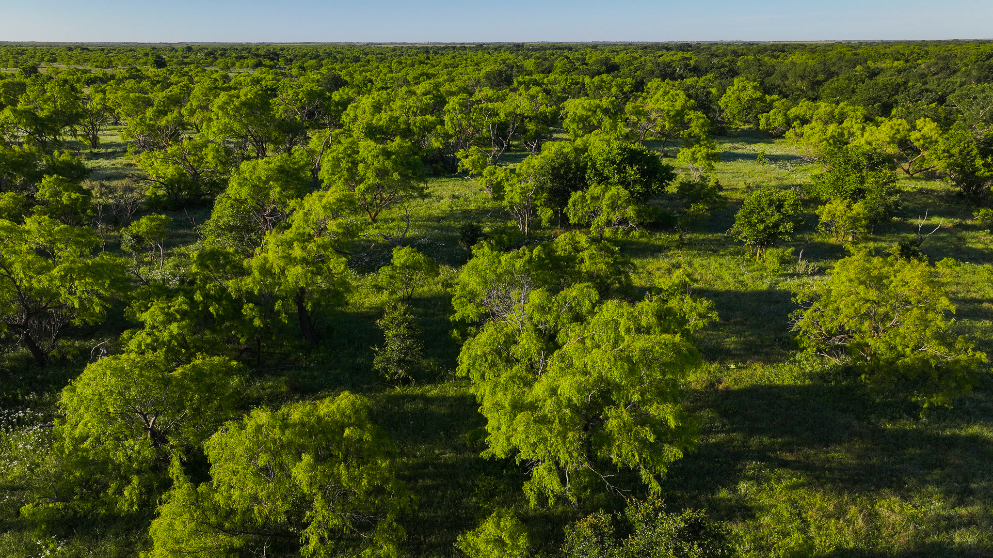 Gorgeous 355 acres of Hunting and Ranch Land in Archer County TX