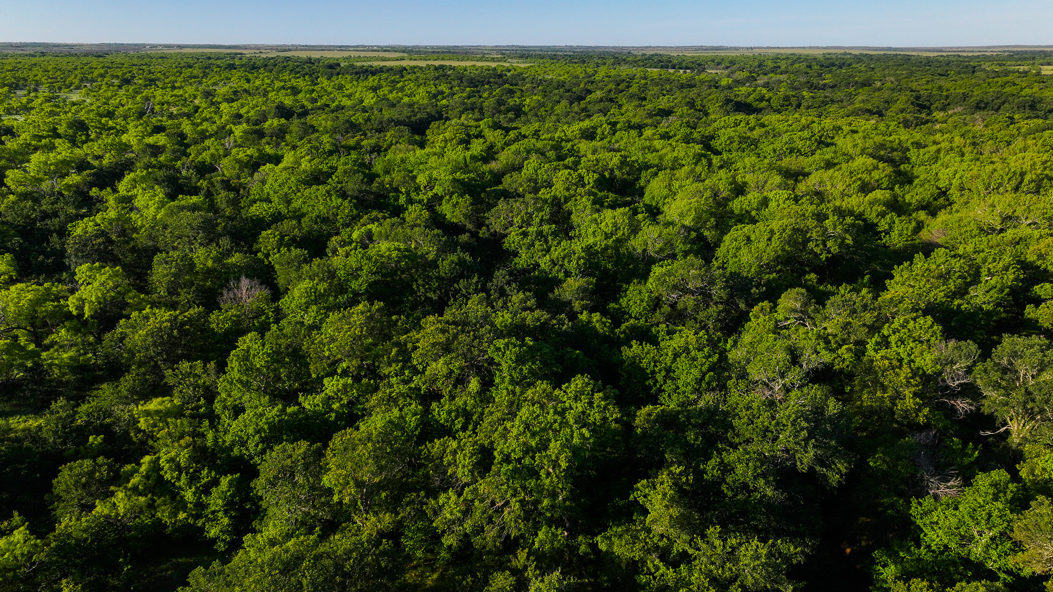 Gorgeous 355 acres of Hunting and Ranch Land in Archer County TX