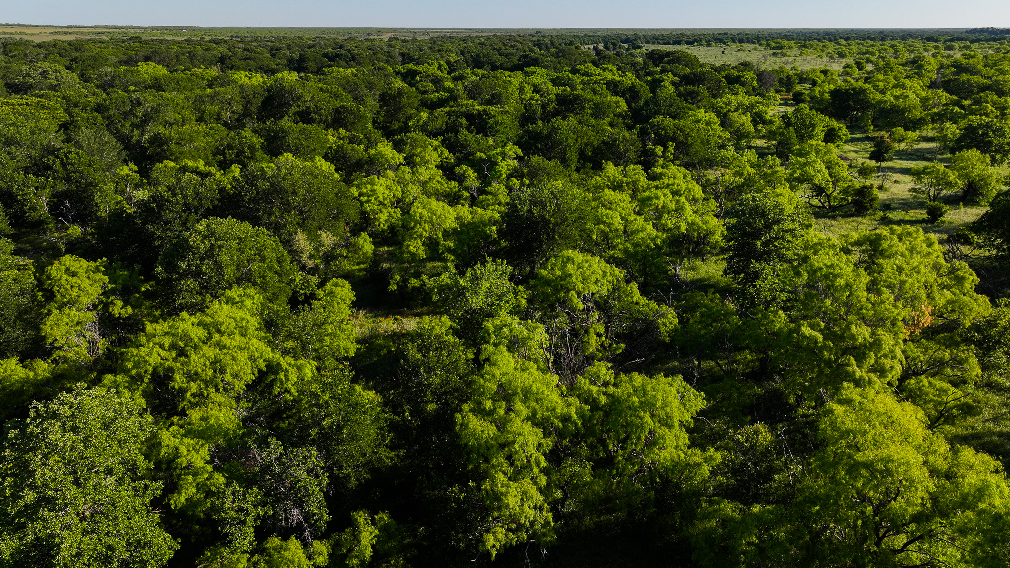 Gorgeous 355 acres of Hunting and Ranch Land in Archer County TX