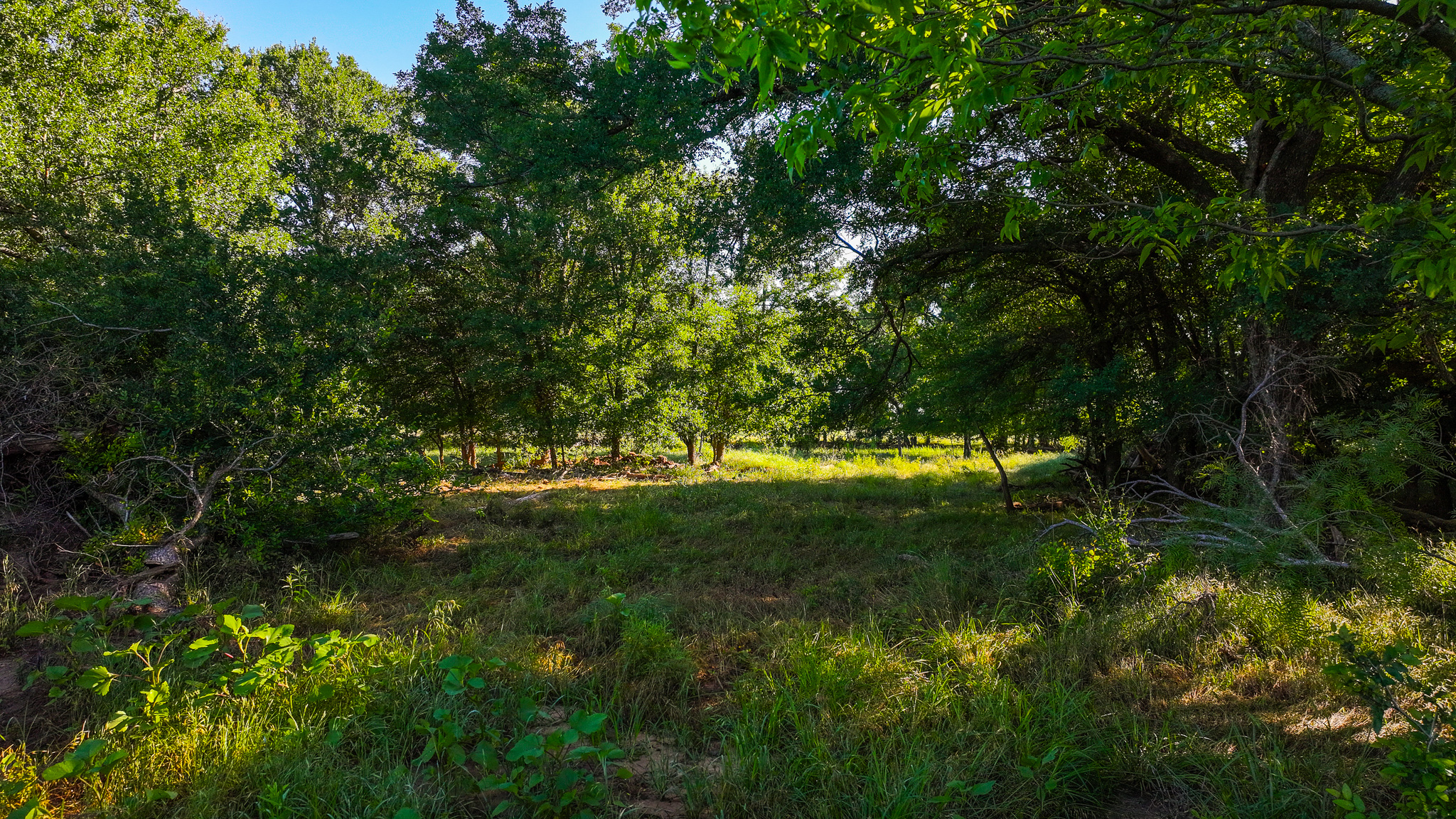 Gorgeous 355 acres of Hunting and Ranch Land in Archer County TX