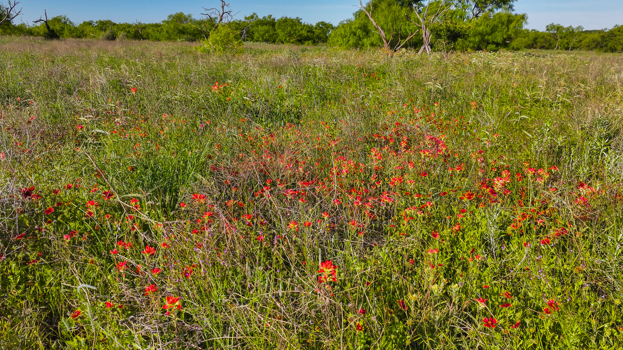 Gorgeous 355 acres of Hunting and Ranch Land in Archer County TX