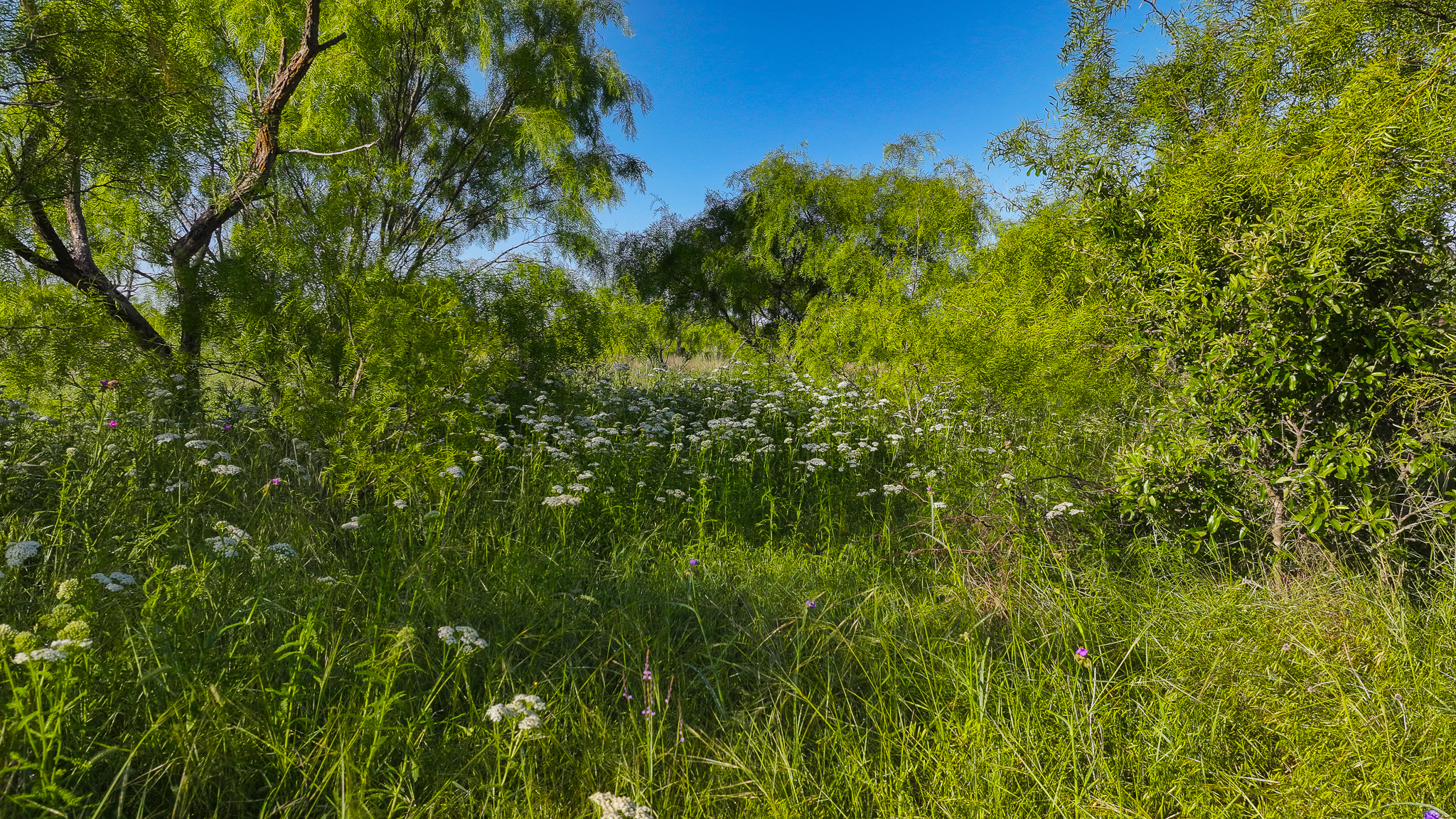 Gorgeous 355 acres of Hunting and Ranch Land in Archer County TX