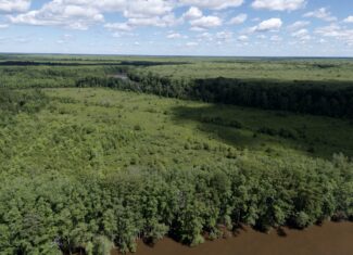 101 Acres on Roanoke River — Hunt, Fish & Build!