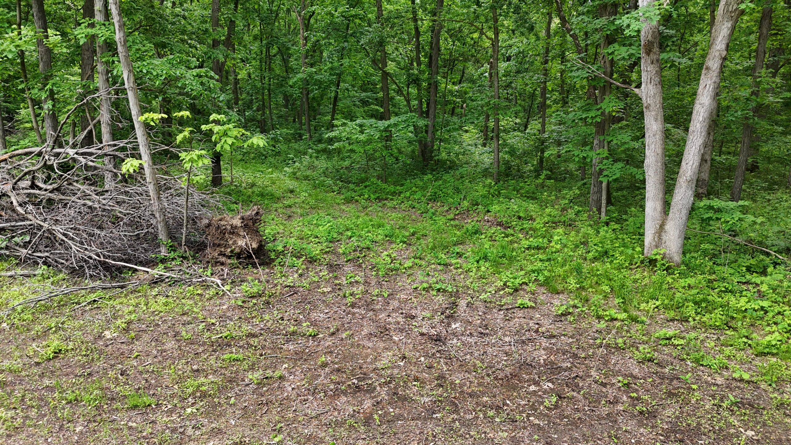 Outstanding Hunting Property in Northwest Knox County, MO
