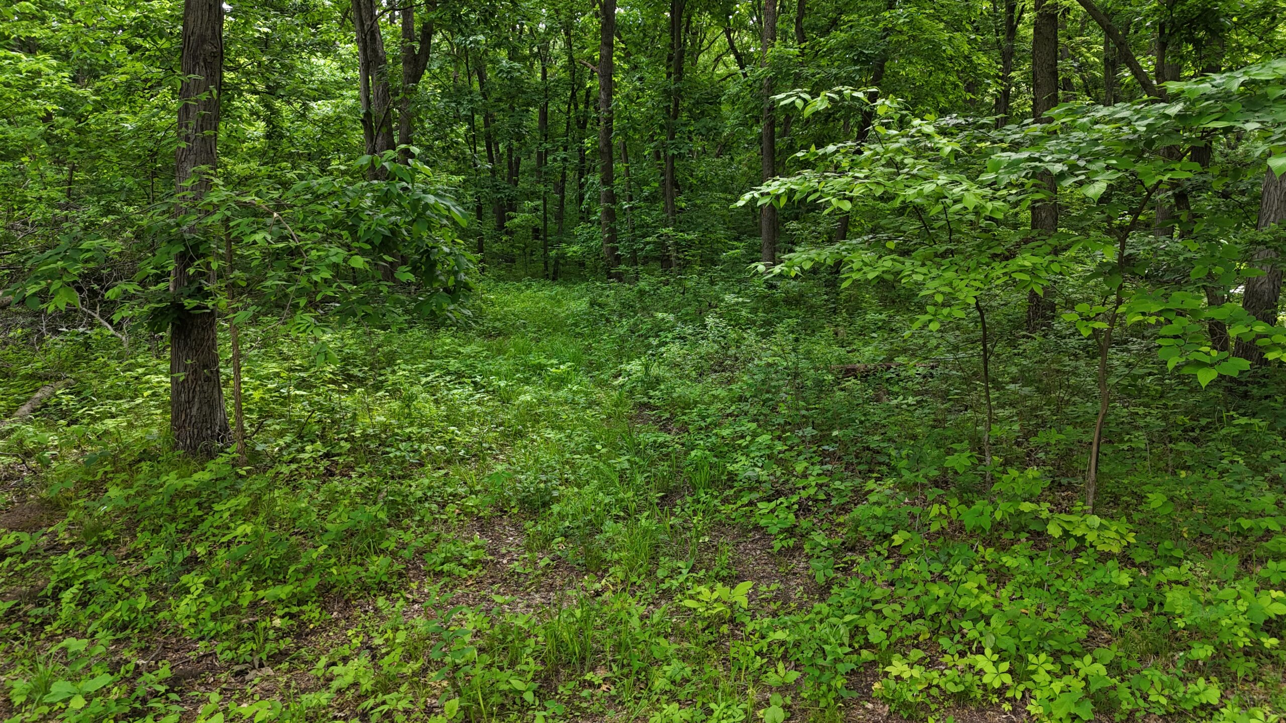 Outstanding Hunting Property in Northwest Knox County, MO