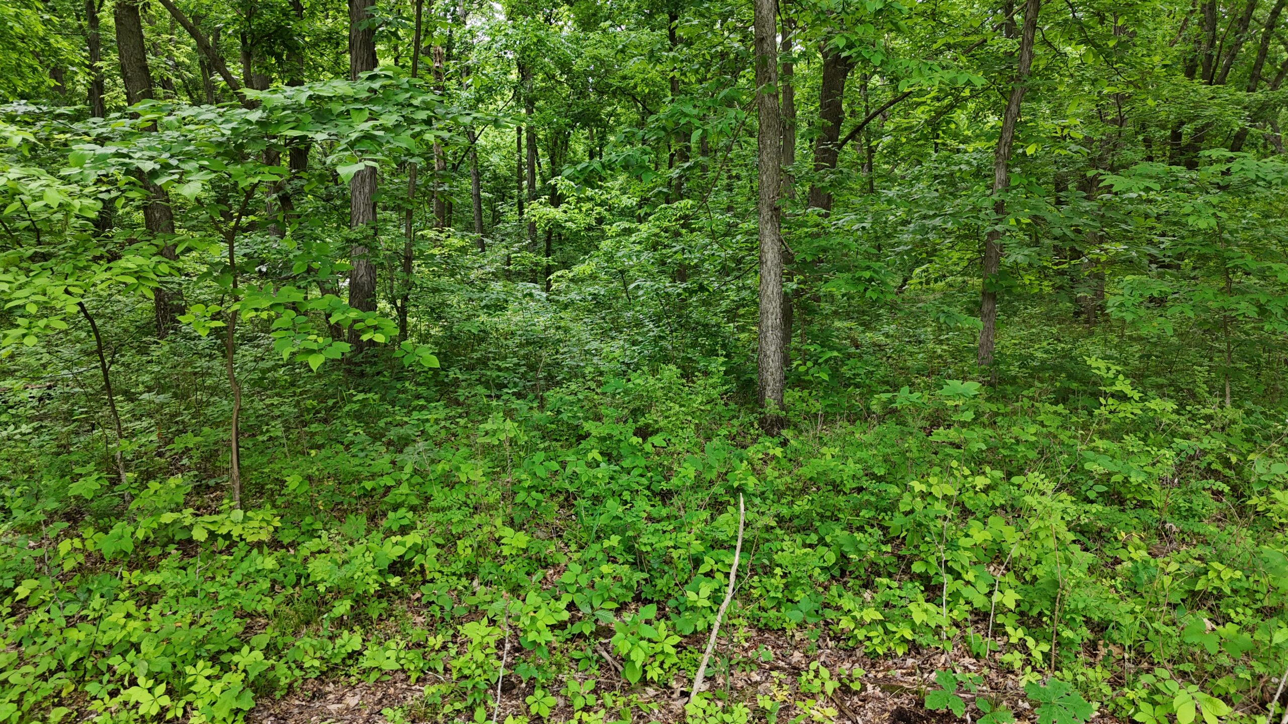 Outstanding Hunting Property in Northwest Knox County, MO