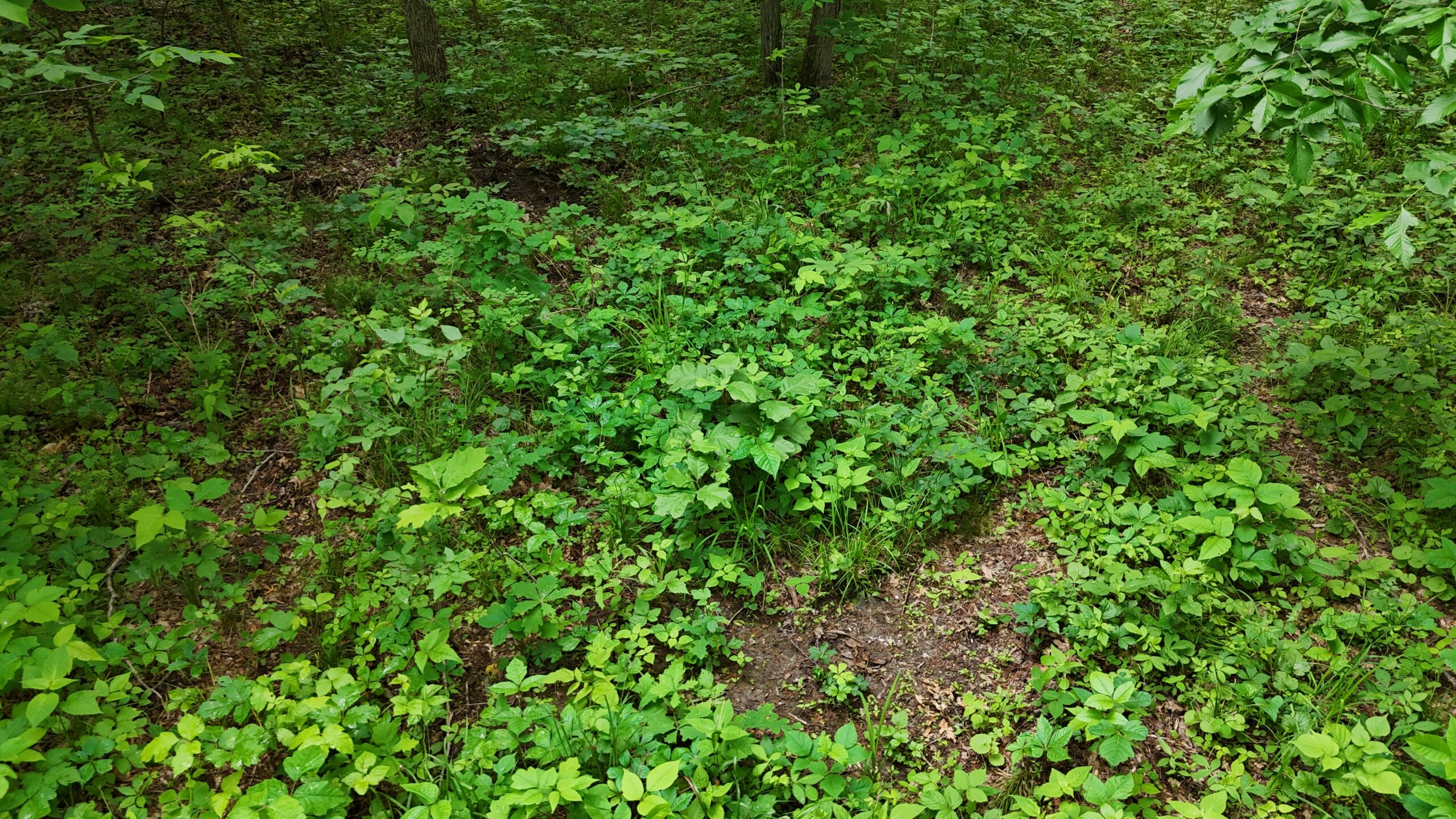 Outstanding Hunting Property in Northwest Knox County, MO