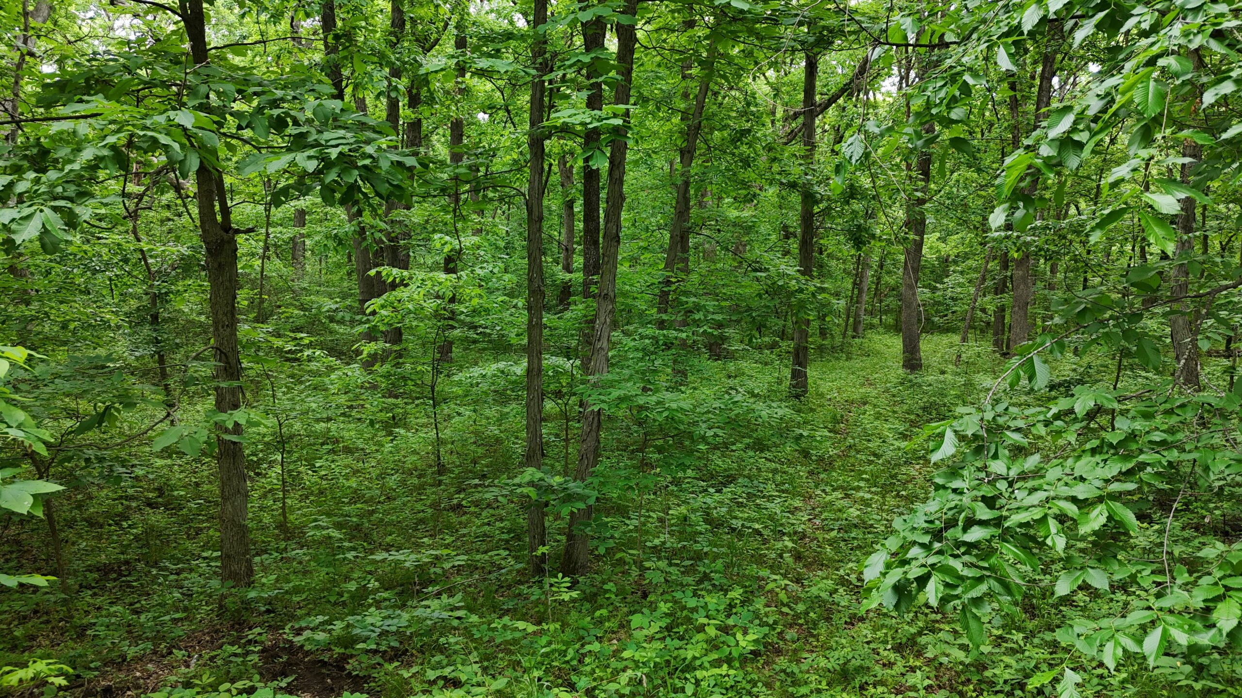Outstanding Hunting Property in Northwest Knox County, MO
