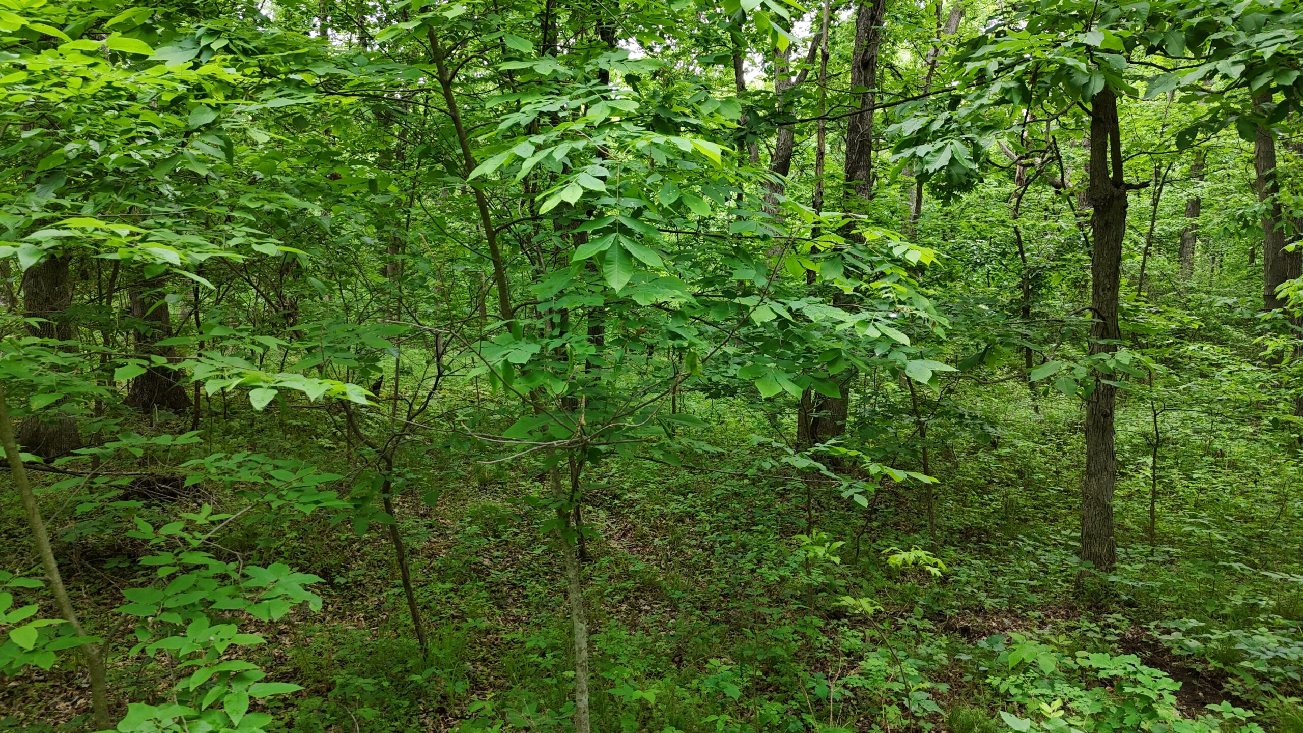 Outstanding Hunting Property in Northwest Knox County, MO
