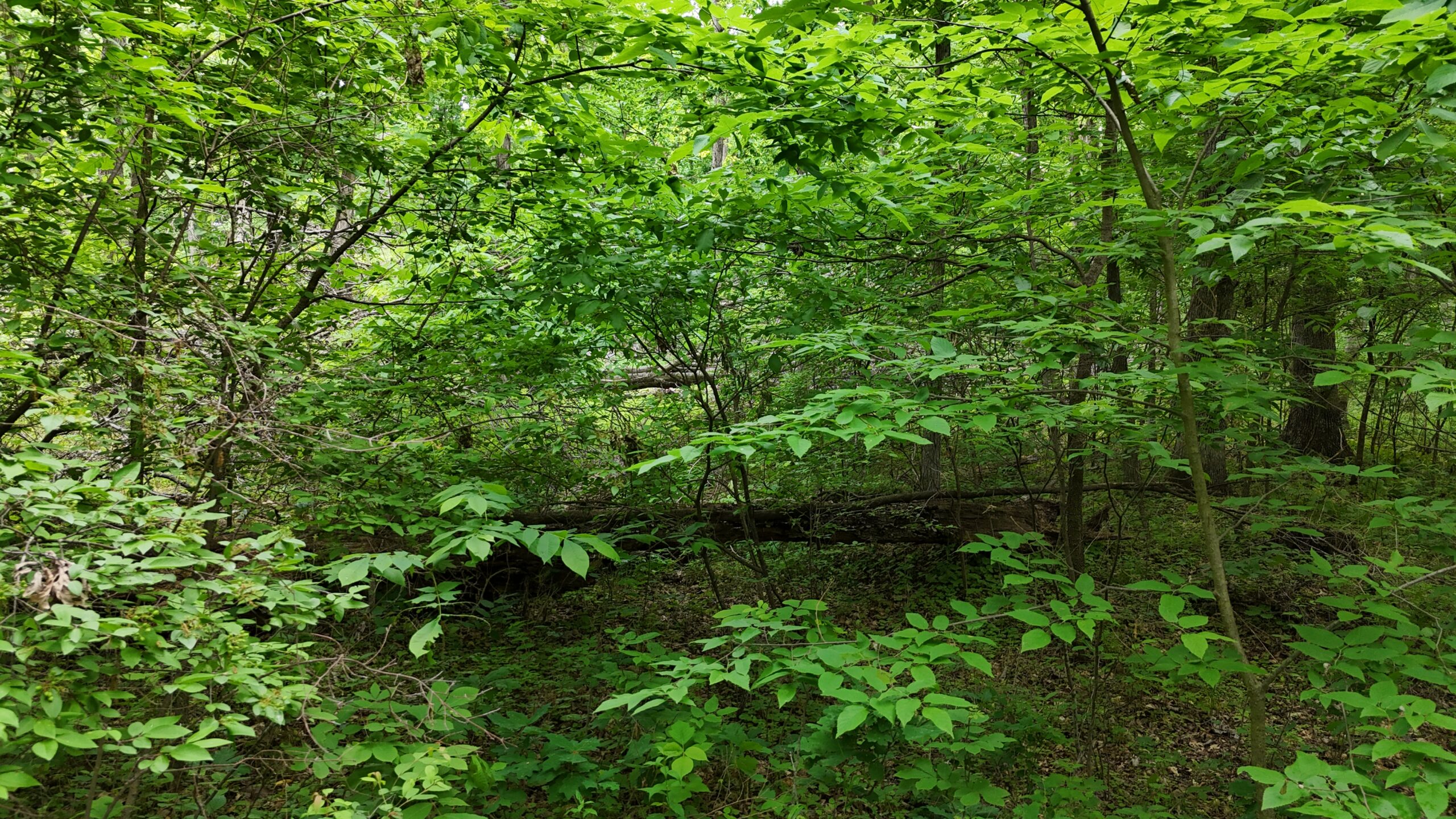 Outstanding Hunting Property in Northwest Knox County, MO