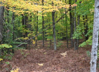 49.85 Acres Great Diversity for a Homestead or Hunting Camp