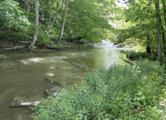 70 Acres of Prime Kentucky Hunting Land Selling in 6 Tracts