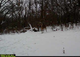 56.72 Acres in Picturesque Driftless Area Decorah IA