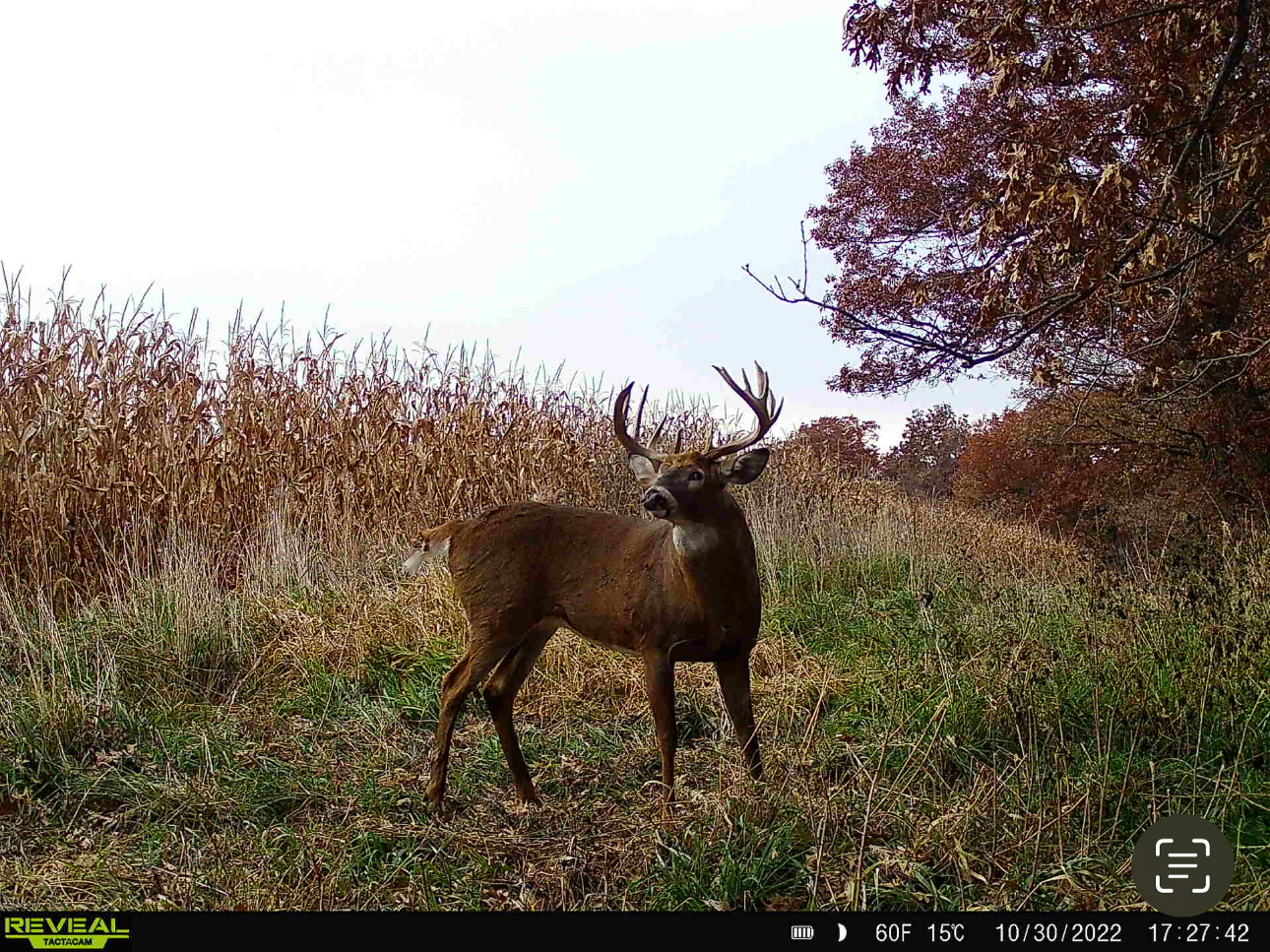 Two Exceptional Tracts Totaling 162 Acres Decorah IA