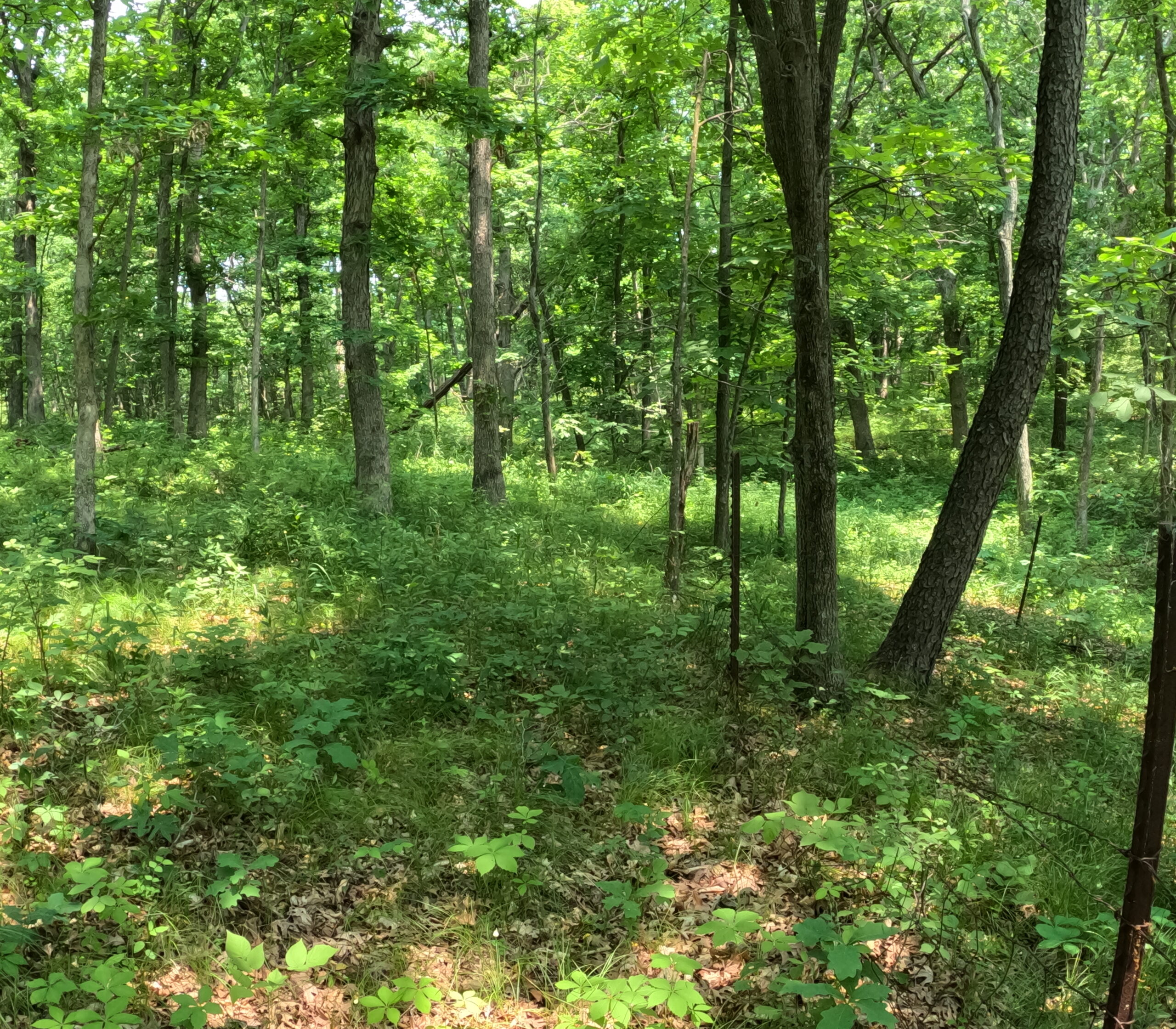 Outstanding Hunting Property in Northwest Knox County, MO